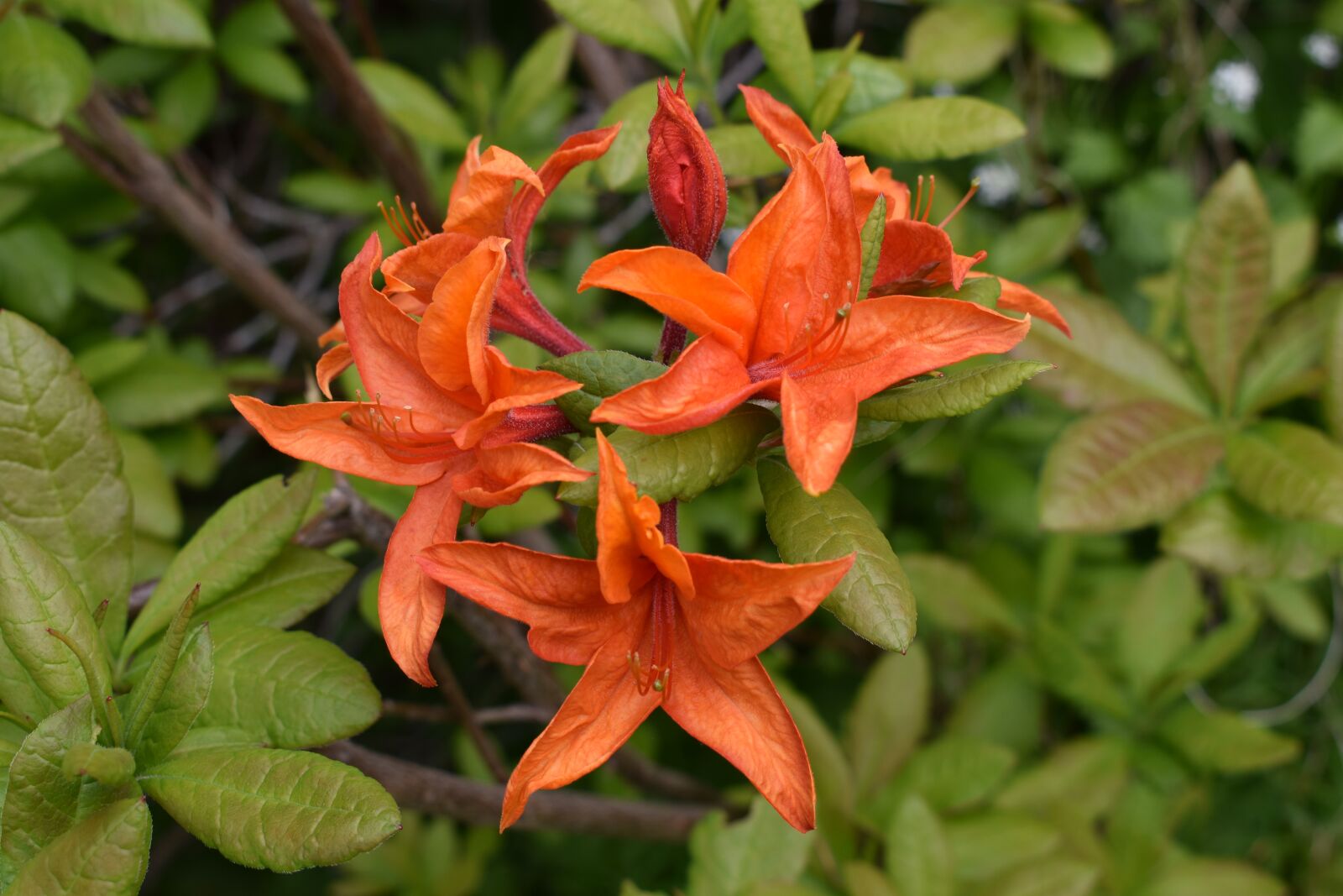 Nikon D3500 sample photo. Nature, flowers, spring photography