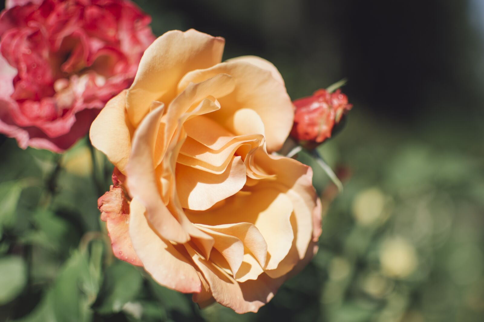 Nikon D3200 sample photo. Rose, yellow, blossom photography