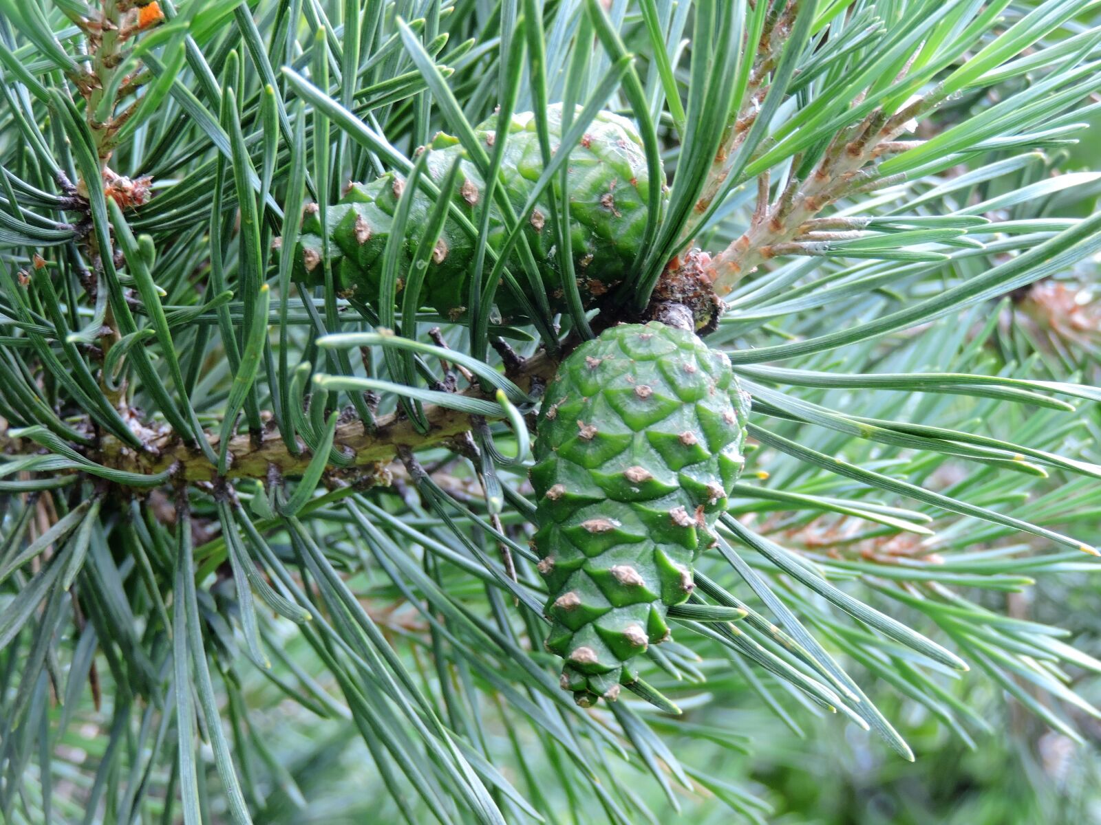 Nikon Coolpix P530 sample photo. Green pine cones, pine photography