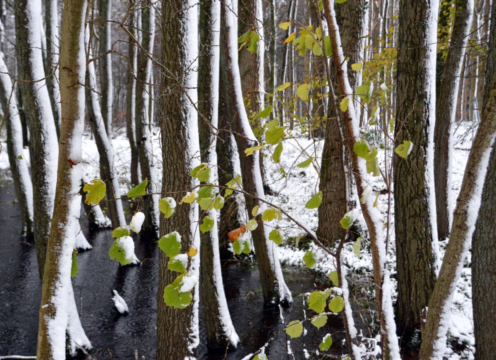 Nikon D3200 sample photo. Forest, trees, snow photography