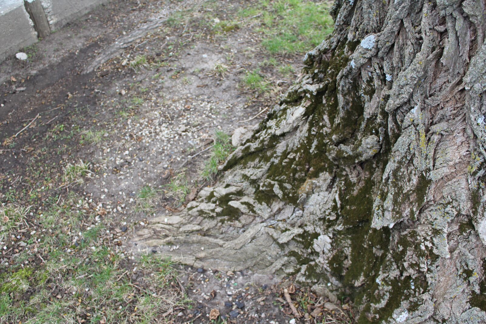 Canon EOS 1200D (EOS Rebel T5 / EOS Kiss X70 / EOS Hi) sample photo. Tree, moss, ground photography