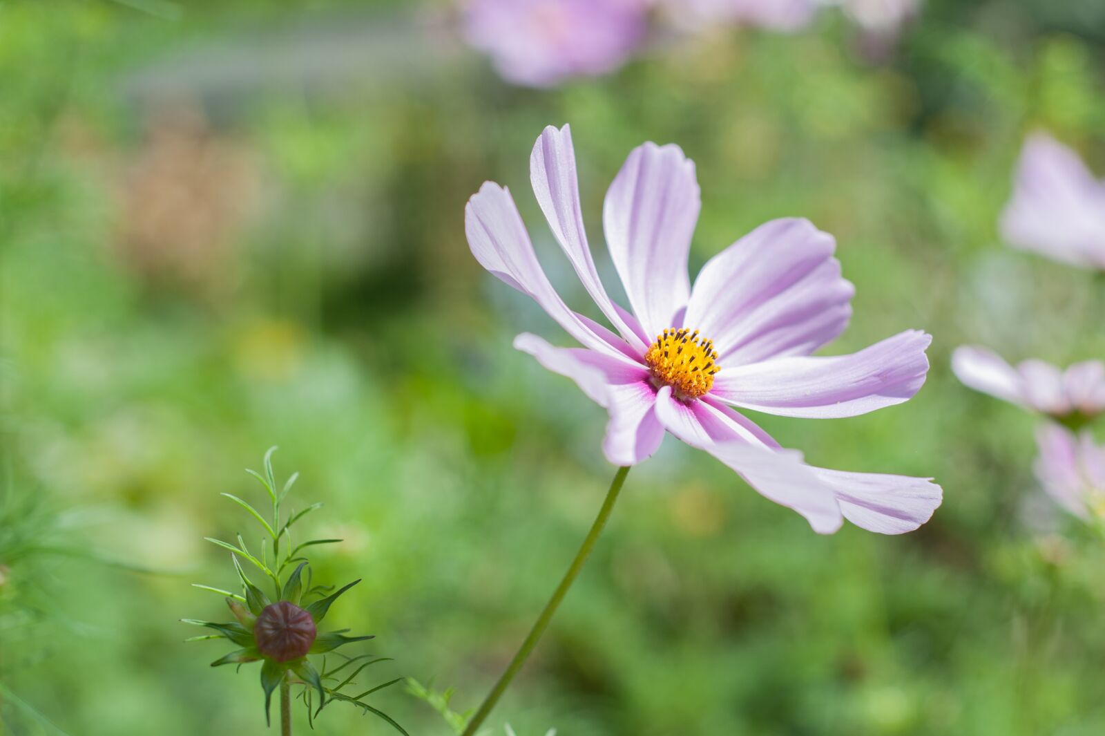 Nikon D700 sample photo. Flower, pink, petal photography