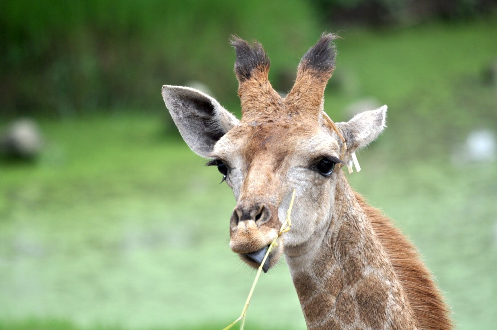 Nikon D5000 sample photo. Giraffe, head, cute photography