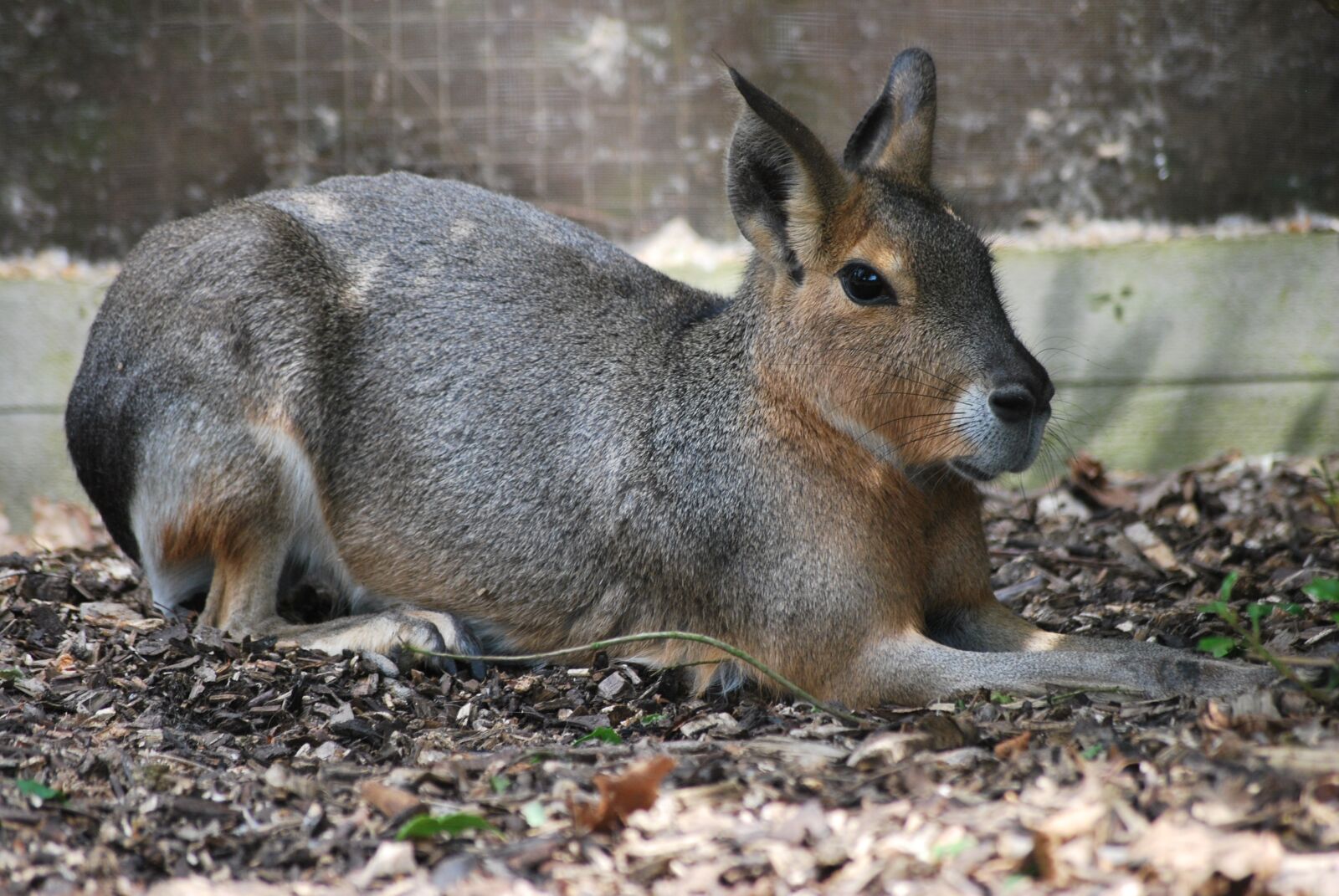 Nikon D60 sample photo. Hare, animal, wildlife photography