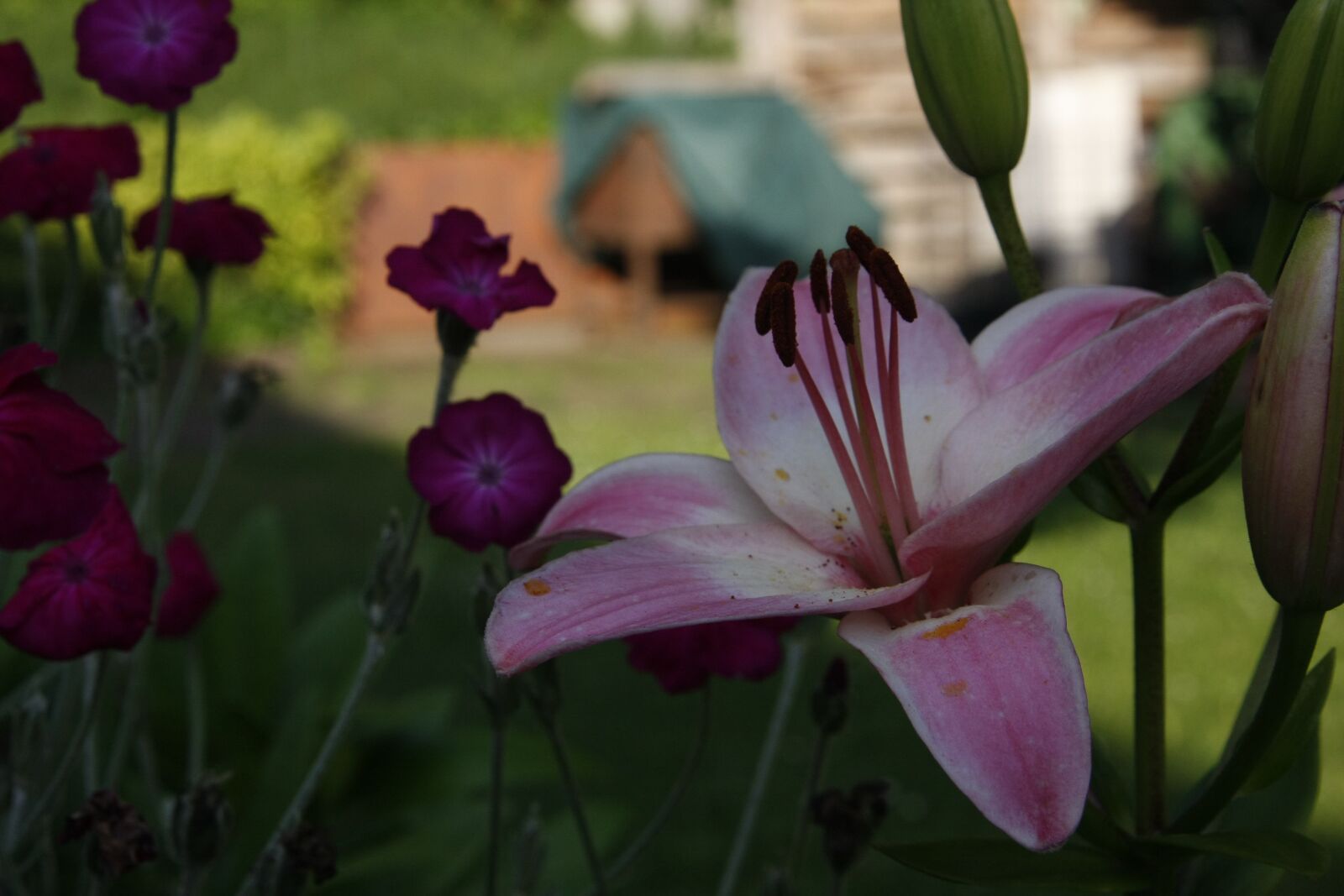 Canon EOS 40D sample photo. Spring, flowers, nature photography