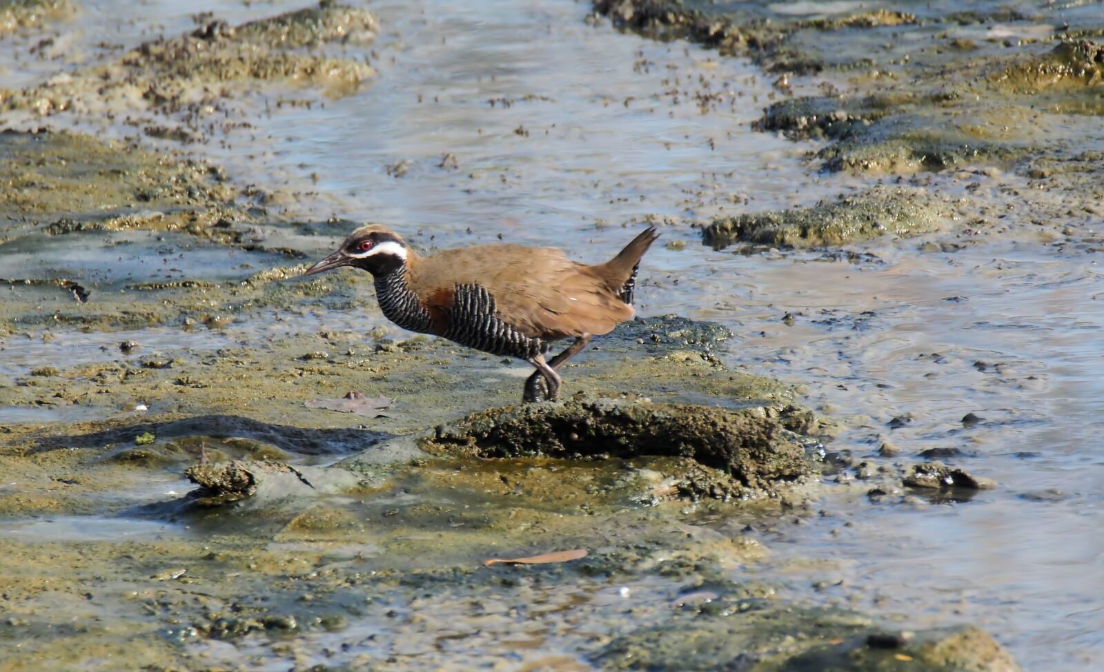 Olympus OM-D E-M1 sample photo. Wild, wildlife, wetland photography