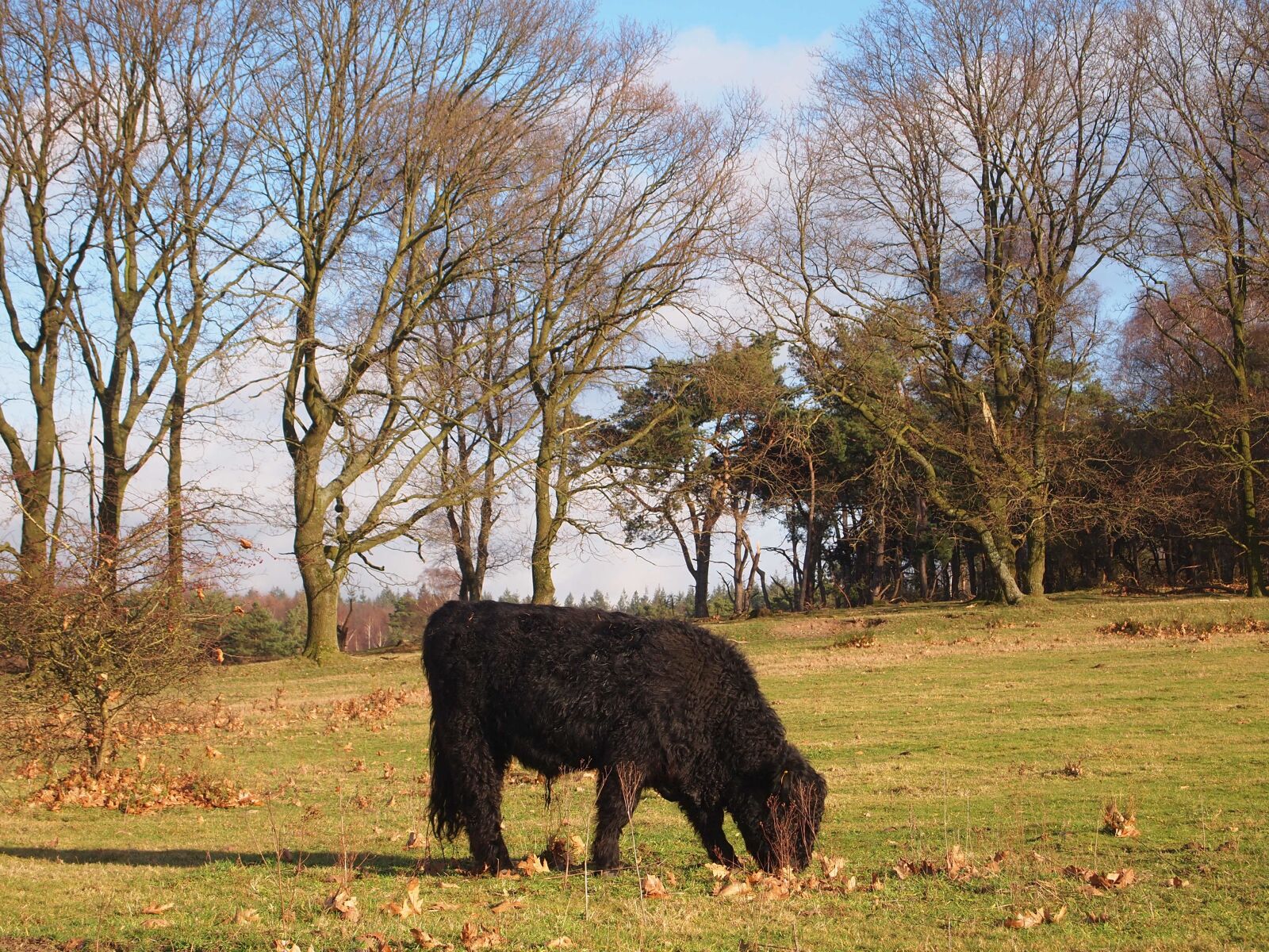 Olympus PEN E-PL1 sample photo. Beef, coat, rehashing photography