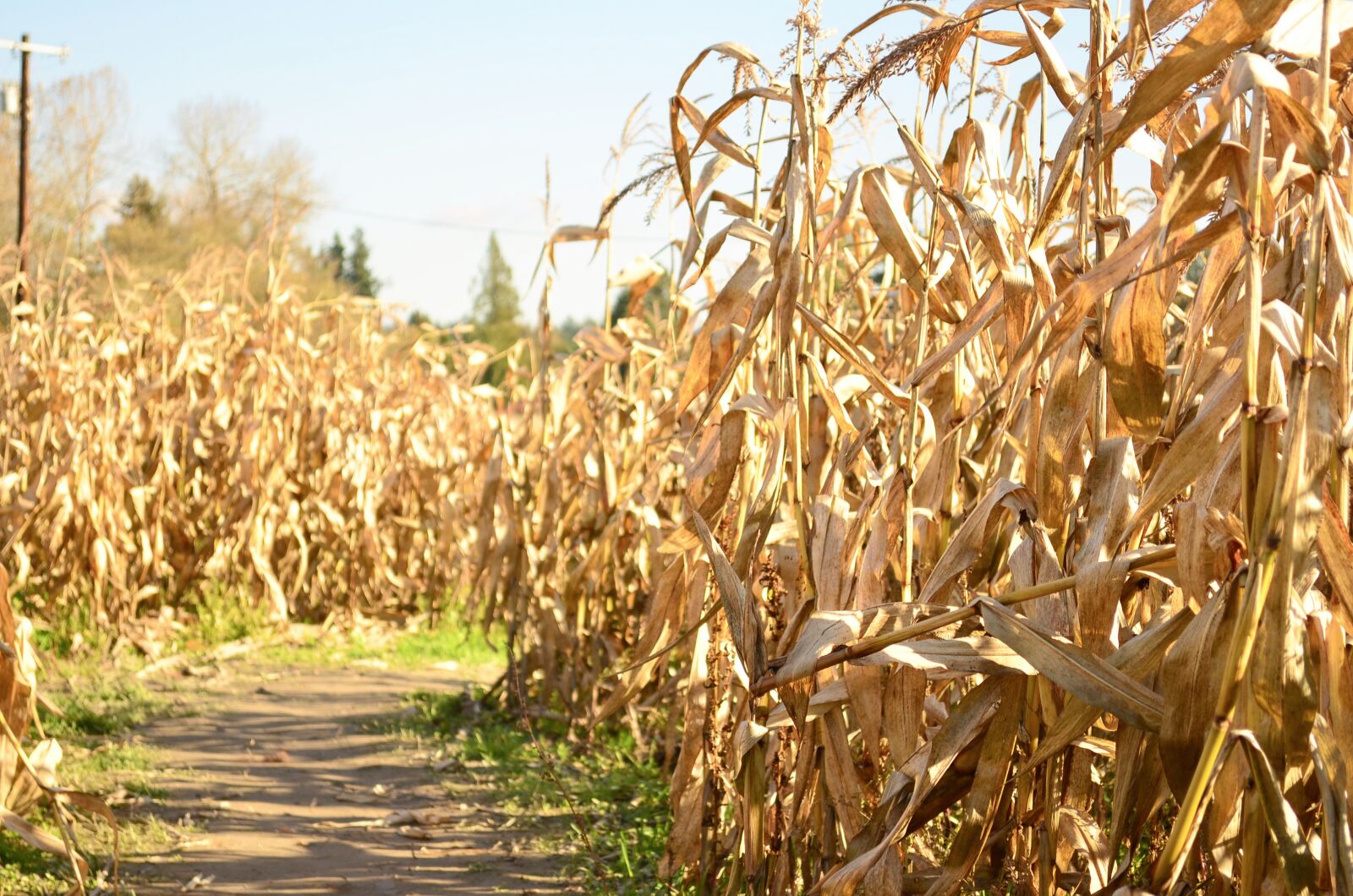 Nikon D5100 sample photo. Corn, field, farm photography