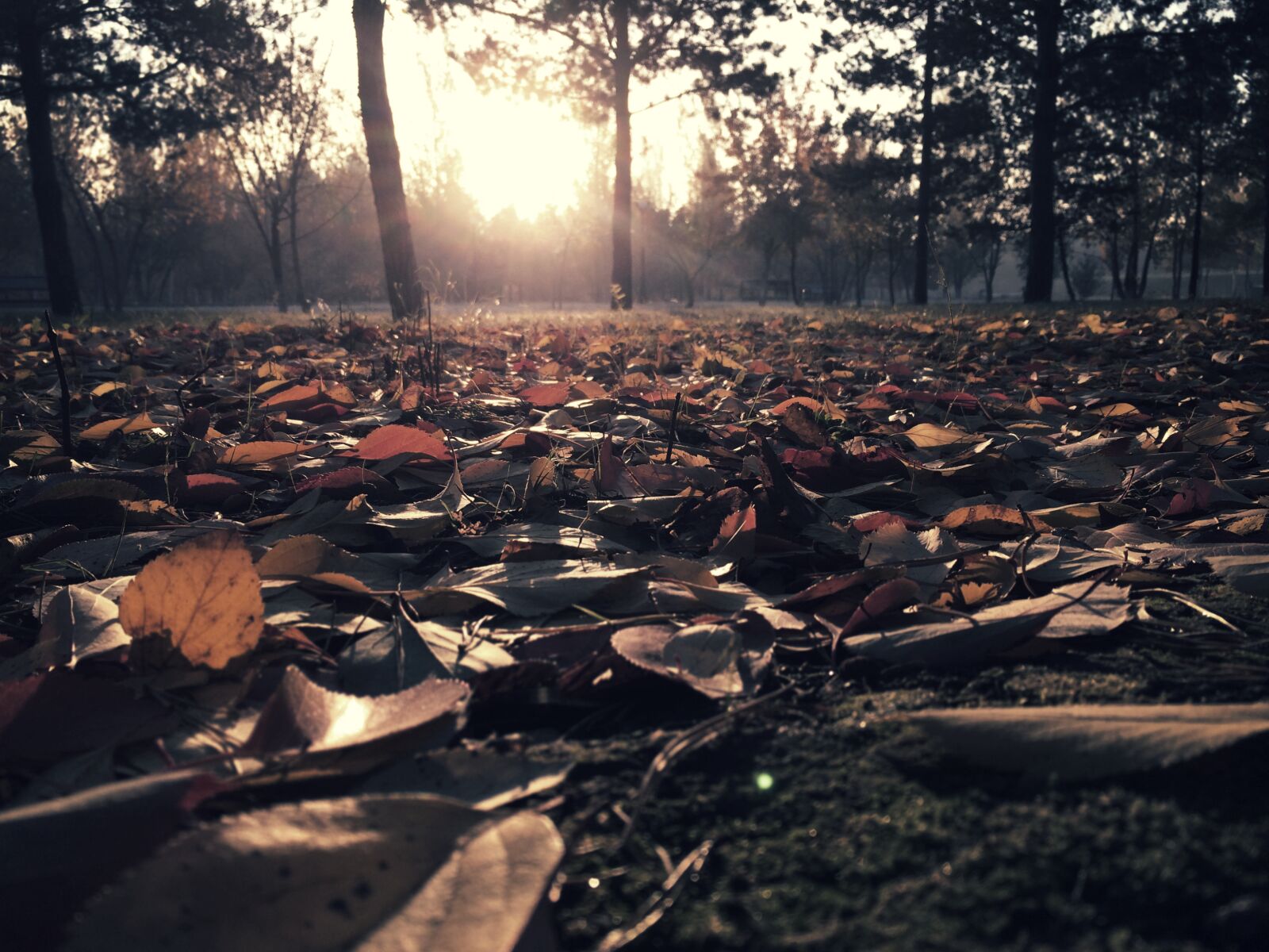 iPhone 5s back camera 4.15mm f/2.2 sample photo. Autumn, leaves, morning, sunrise photography