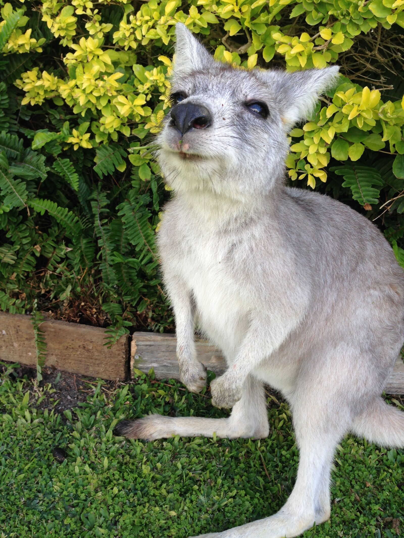 Apple iPhone 5 sample photo. Kangaroo, australia, vacations photography