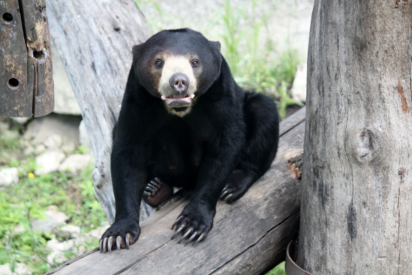 Canon EOS 550D (EOS Rebel T2i / EOS Kiss X4) sample photo. Bear, malay, animal photography