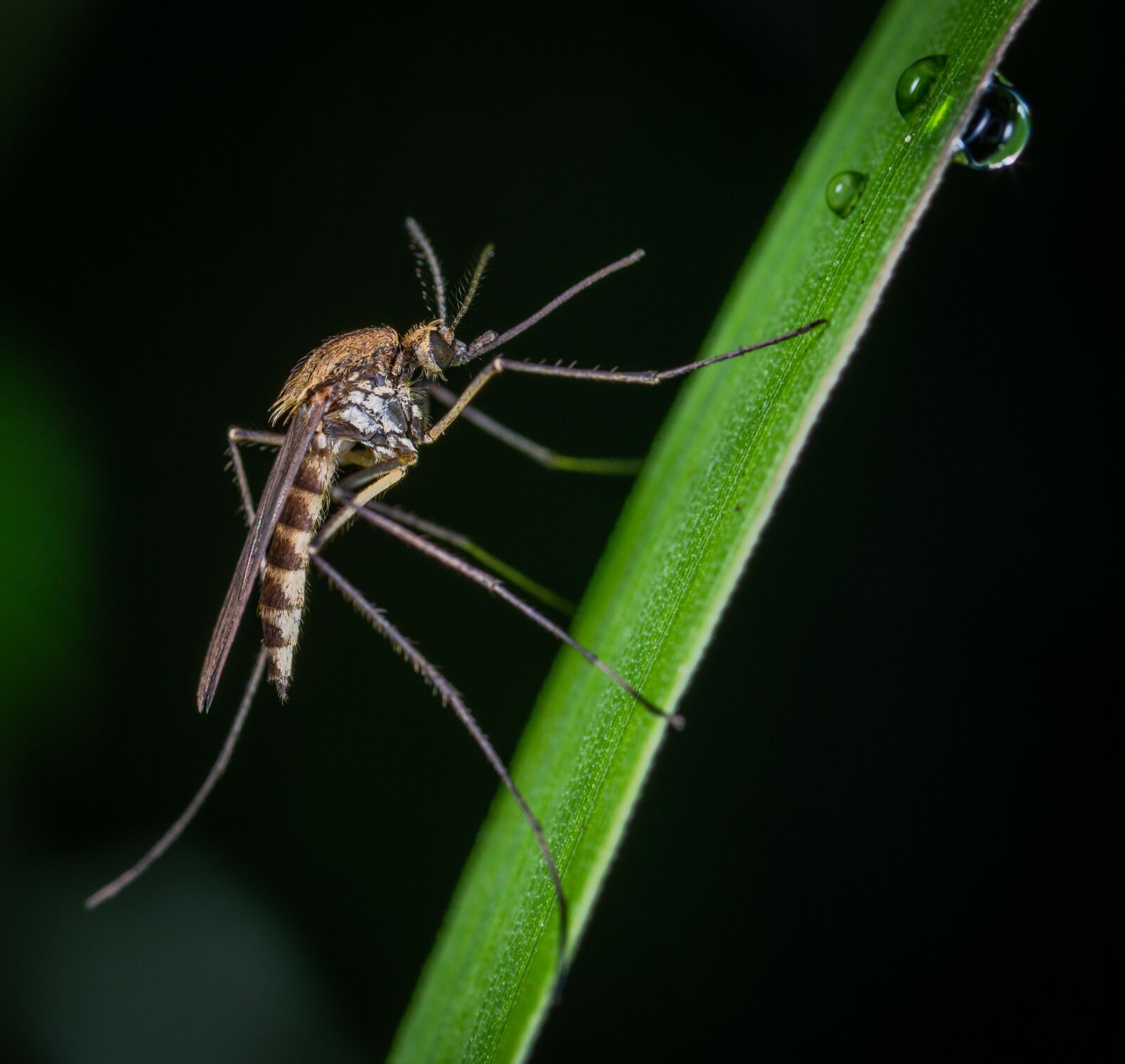 Sony a7R II sample photo. Macro, insect, bespozvonochnoe photography