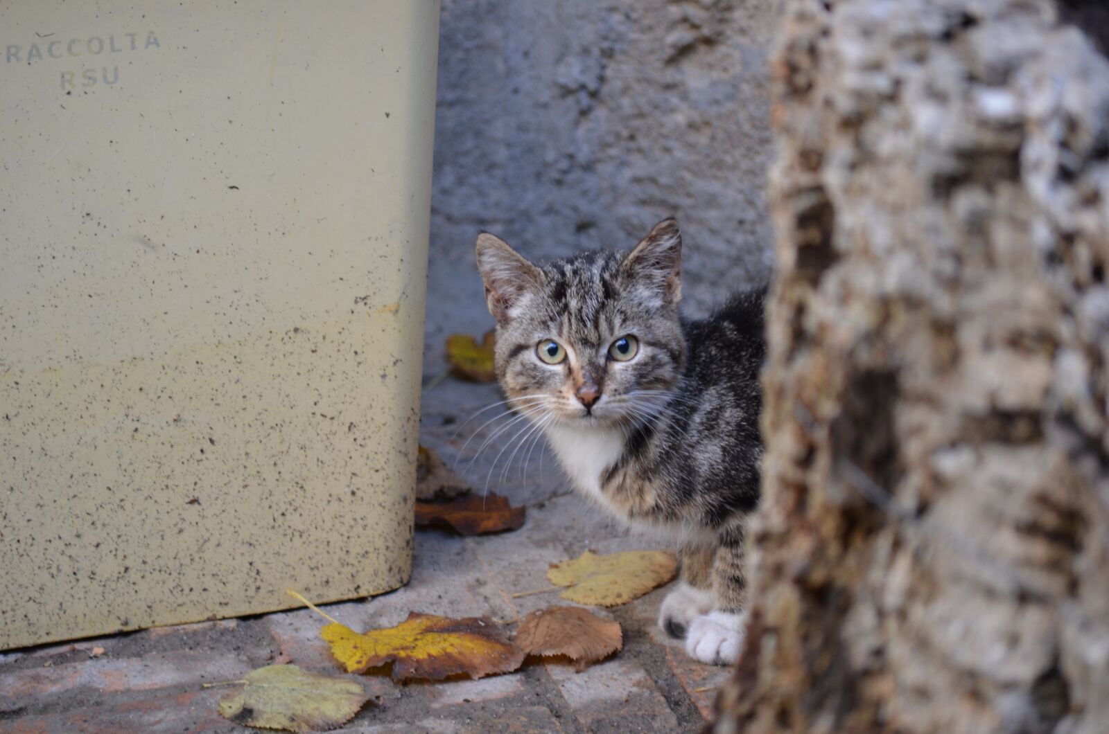 Nikon D5100 sample photo. Nature, cat, animal world photography