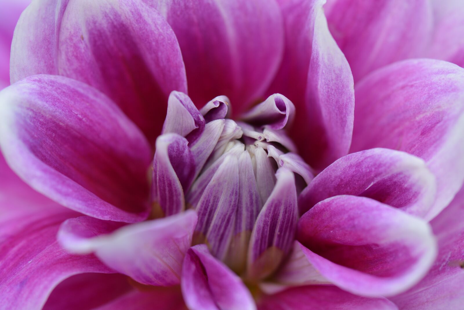 Nikon D5200 sample photo. Flower, nature, dahlia photography