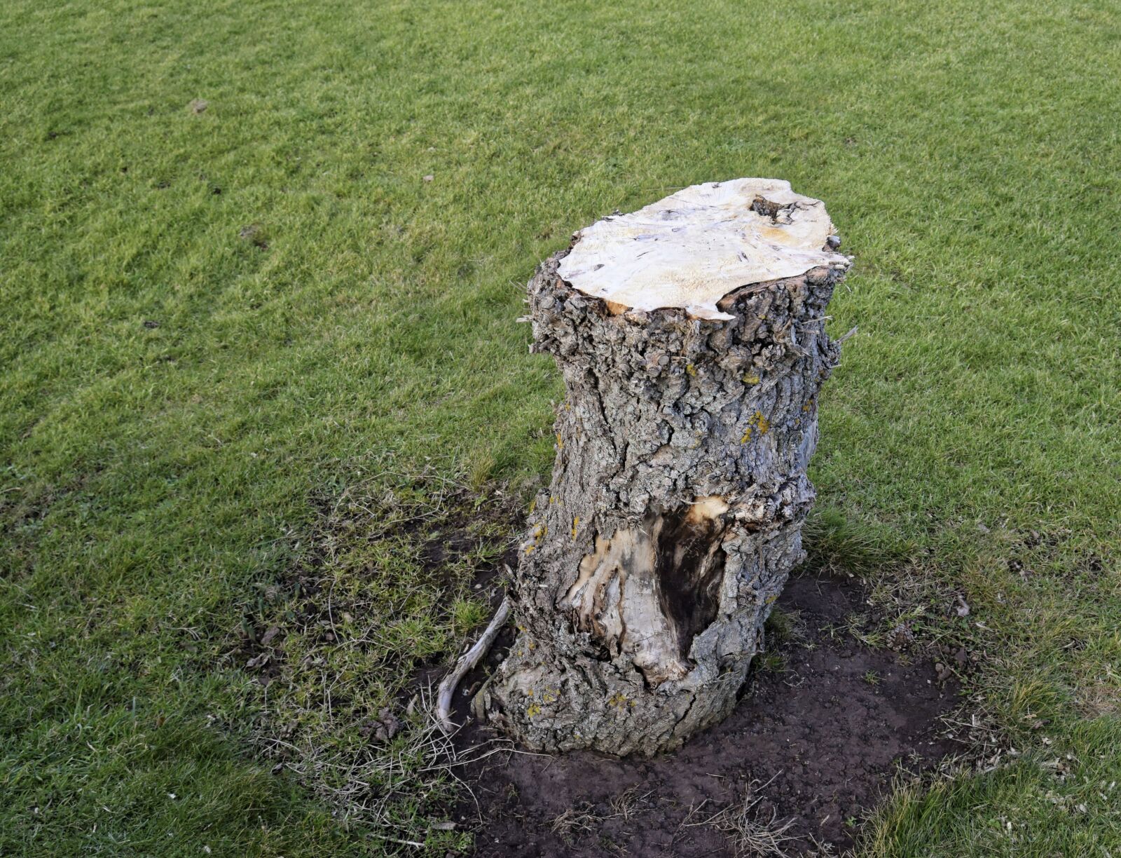 Nikon D3300 sample photo. Tree, stump, nature photography