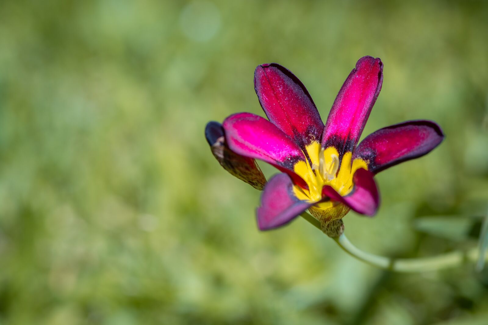 Nikon D7100 sample photo. Flower, pink, blossom photography