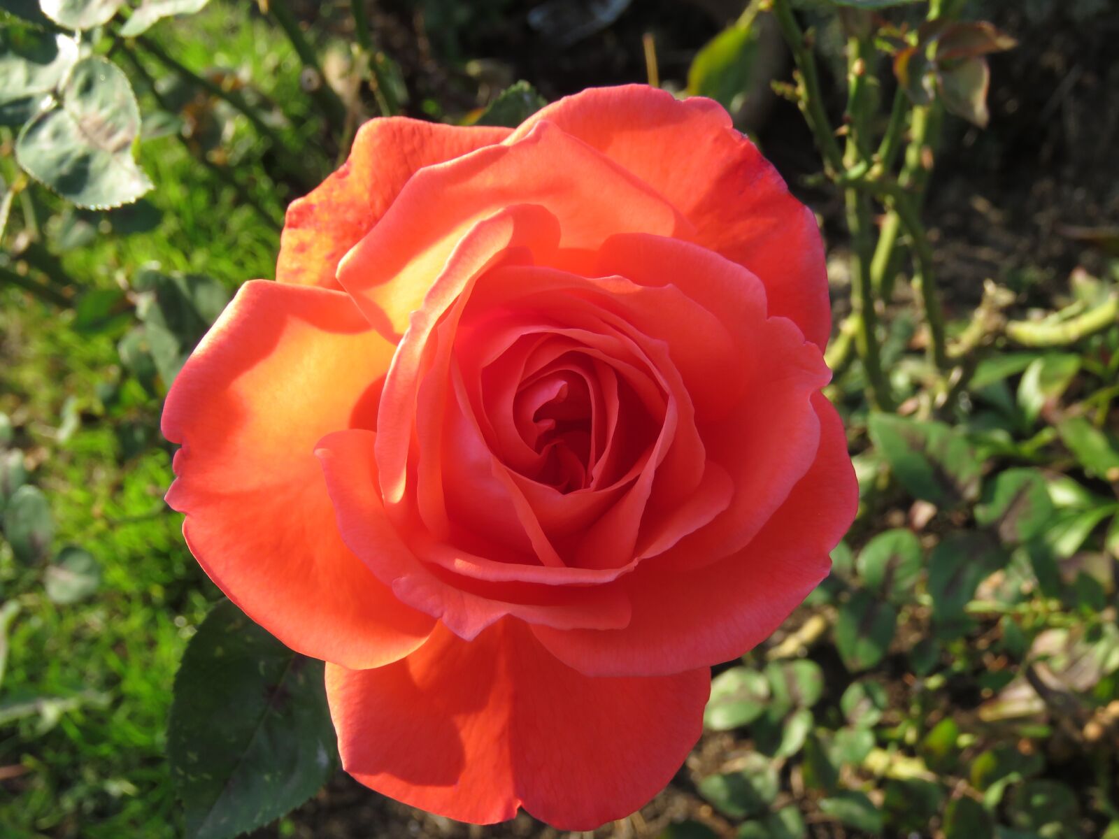 Canon PowerShot SX60 HS sample photo. Red, rose, flower photography
