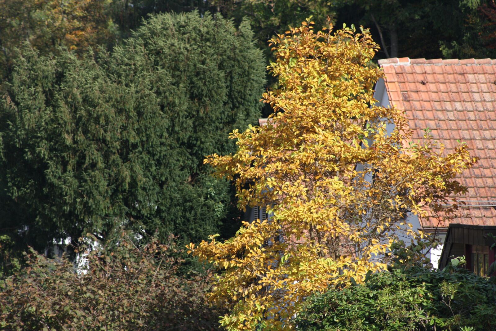 Canon EOS 1000D (EOS Digital Rebel XS / EOS Kiss F) sample photo. Tree, autumn, house photography