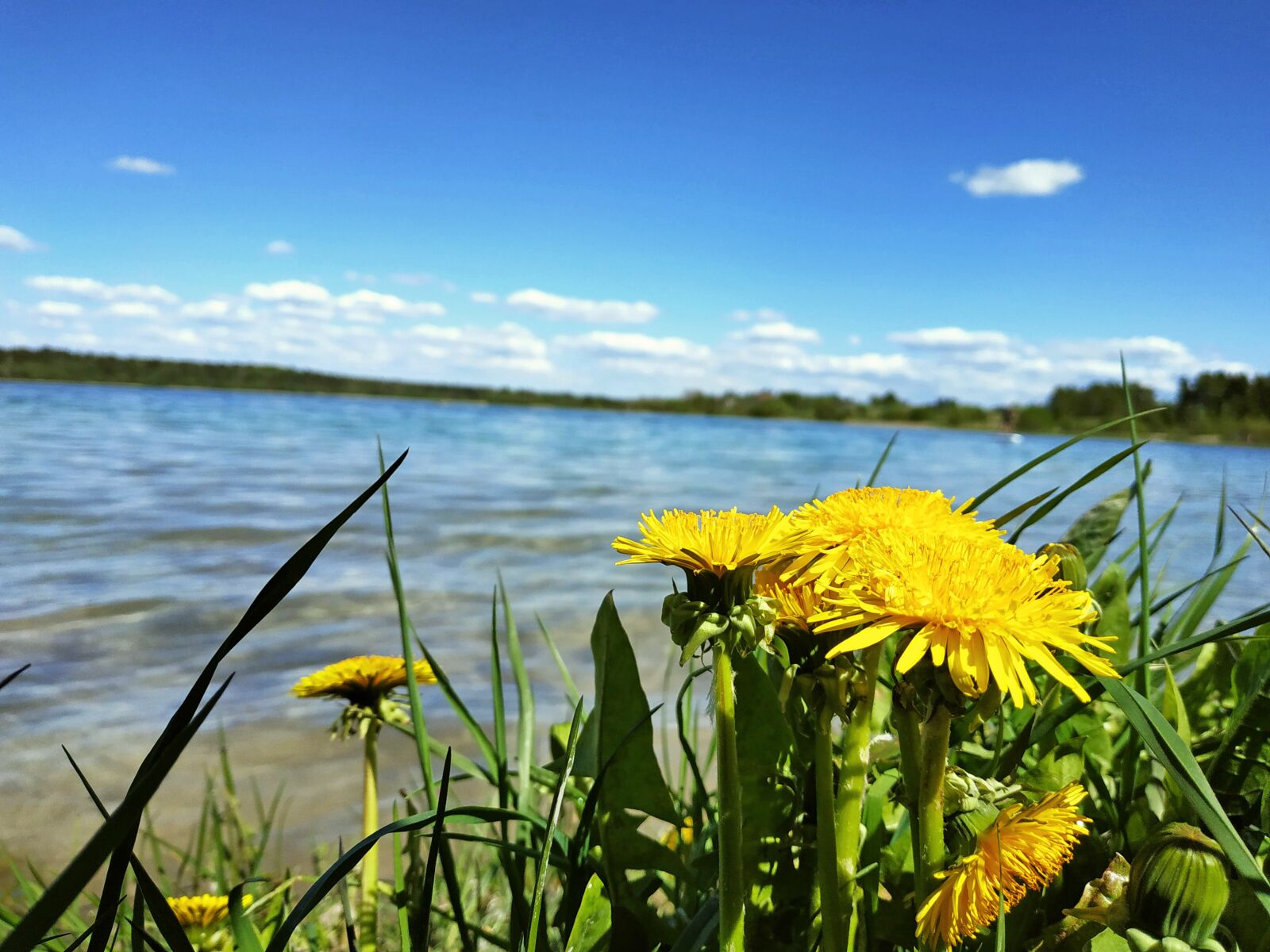 Xiaomi MI MAX 3 sample photo. Flowers, dandelion, lake photography