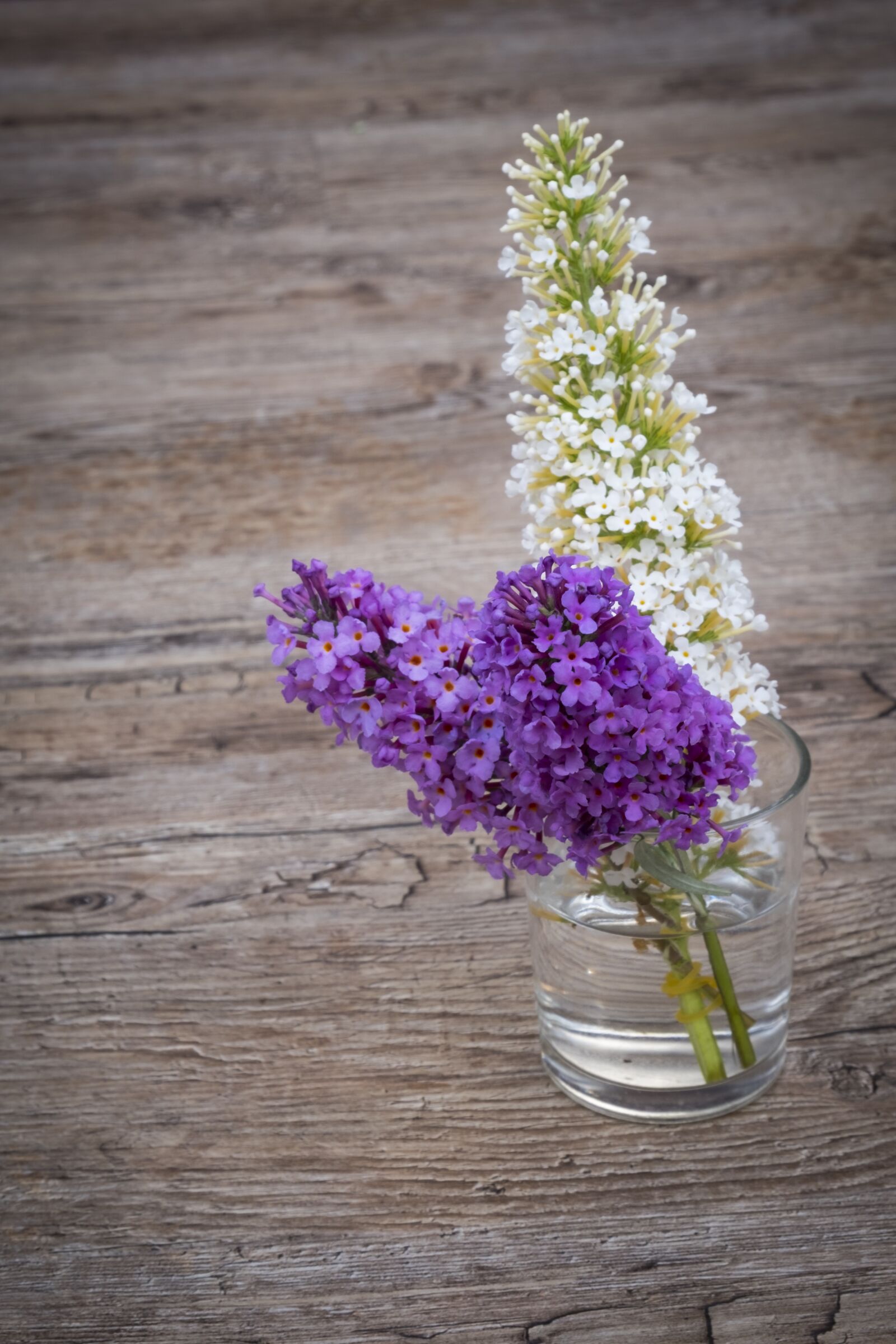 Fujifilm XF 18-55mm F2.8-4 R LM OIS sample photo. Summer lilac, butterfly bush photography