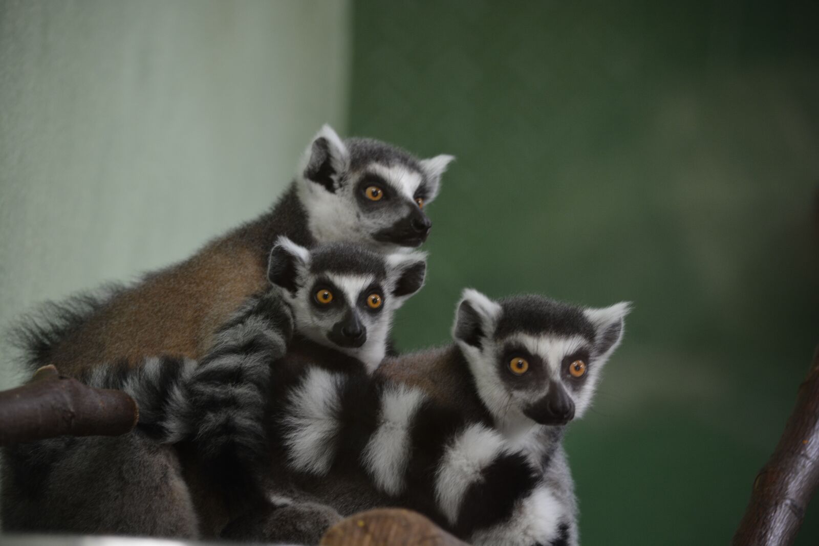 Nikon D7100 sample photo. Ring tailed lemur, zoo photography