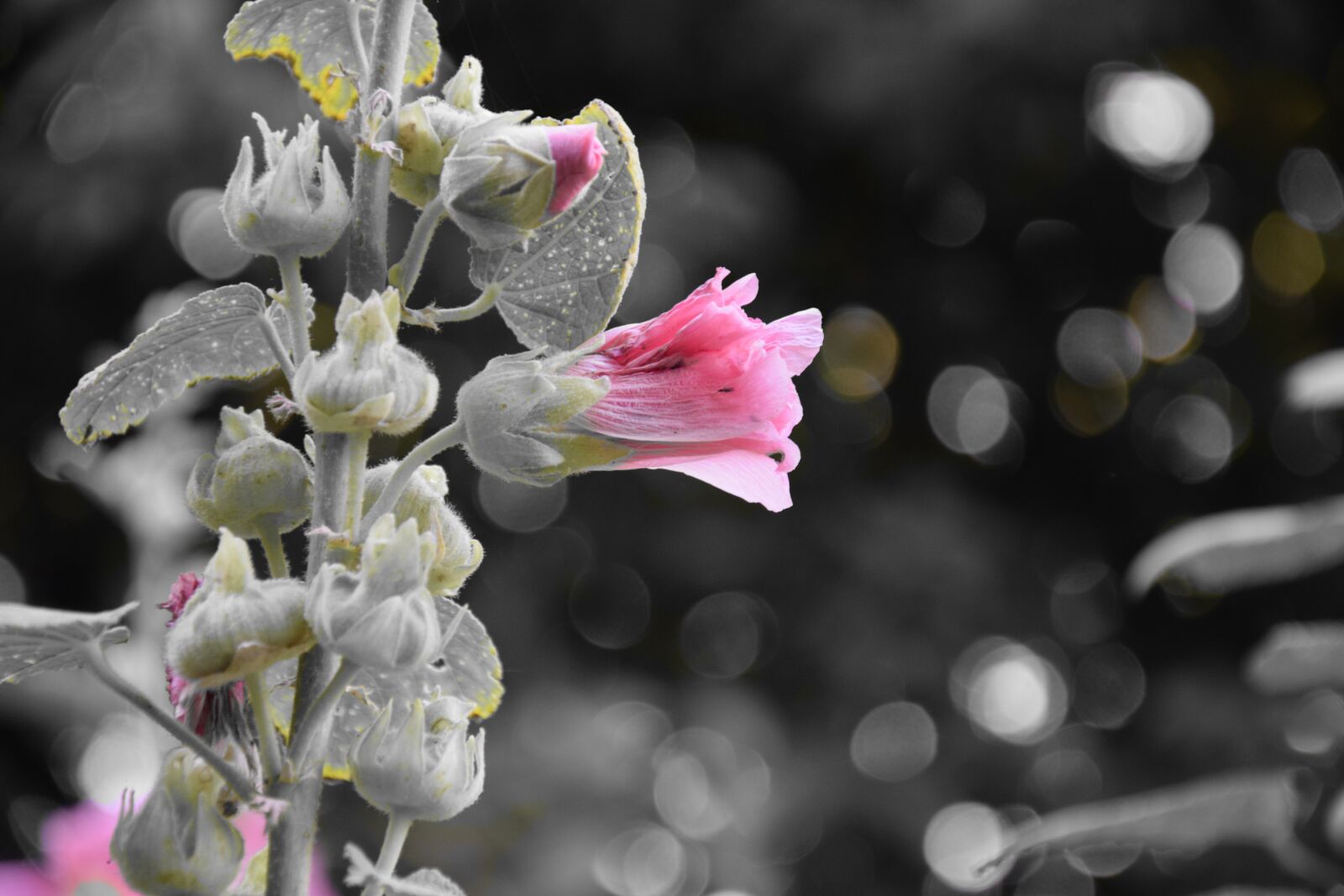 Nikon D5300 sample photo. Mallow, flower, bud photography