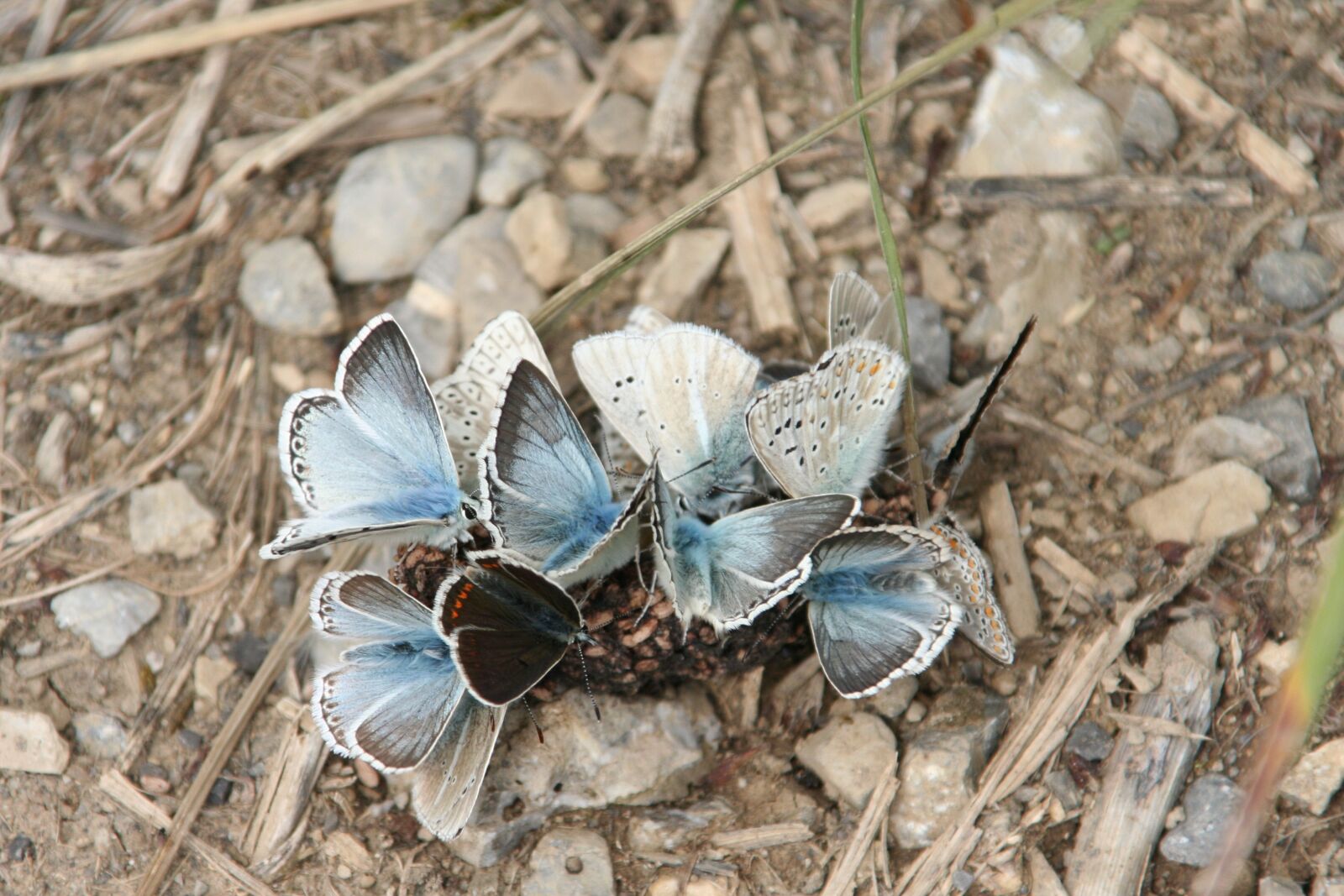Canon EOS 350D (EOS Digital Rebel XT / EOS Kiss Digital N) sample photo. Butterflies, blue, group photography