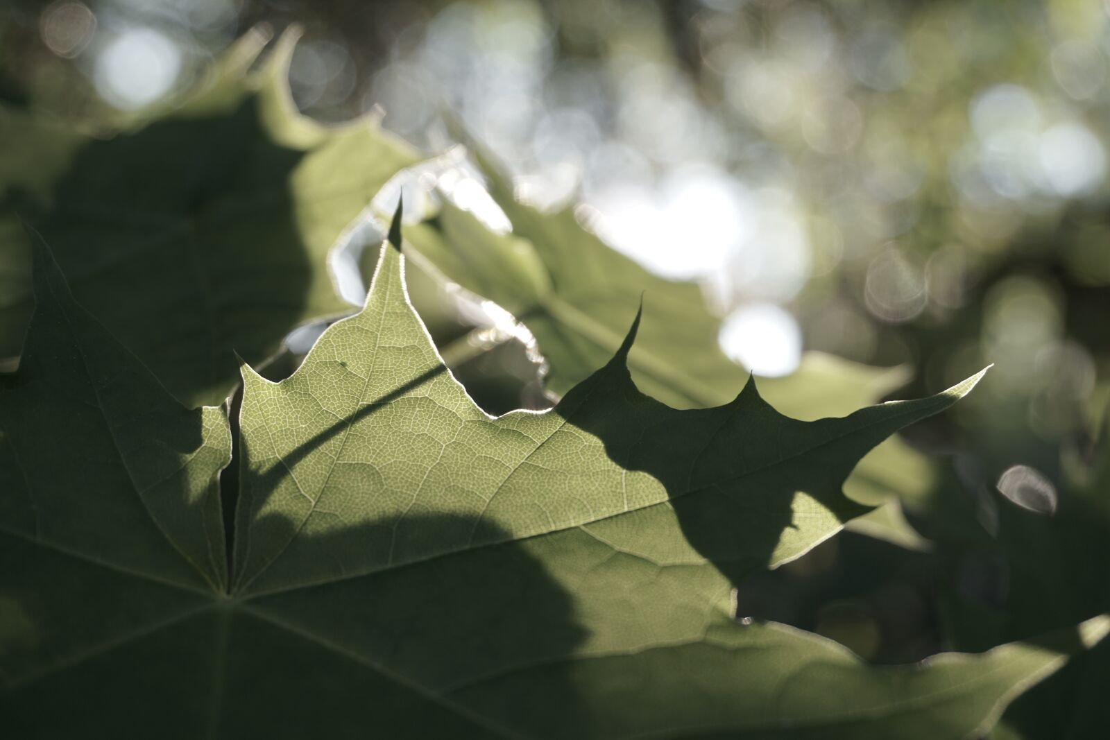 Sony a6000 sample photo. Tbzrunemi, vtbrczexnwm, tbzrneum photography