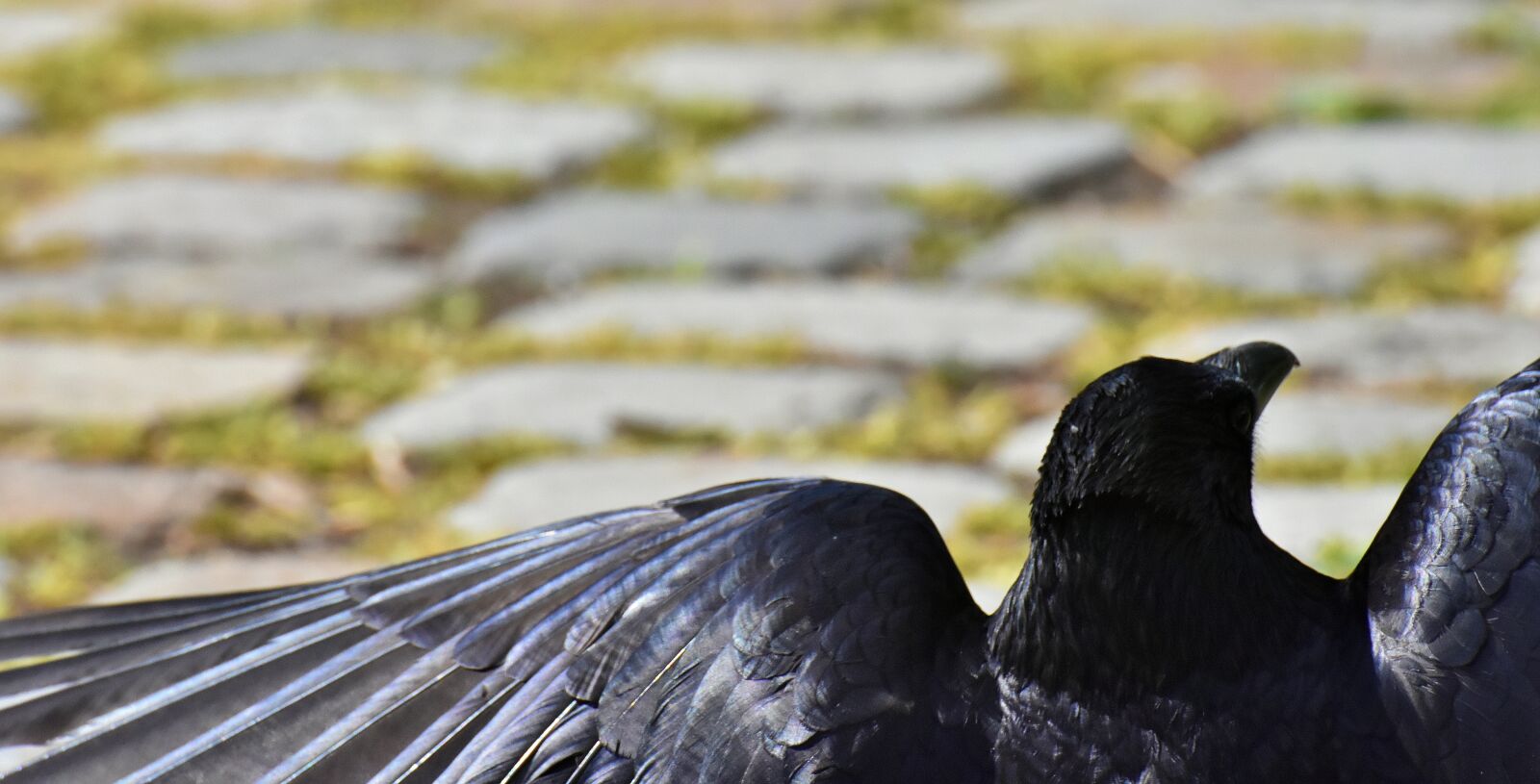 Nikon D7200 sample photo. Crow, raven bird, raven photography