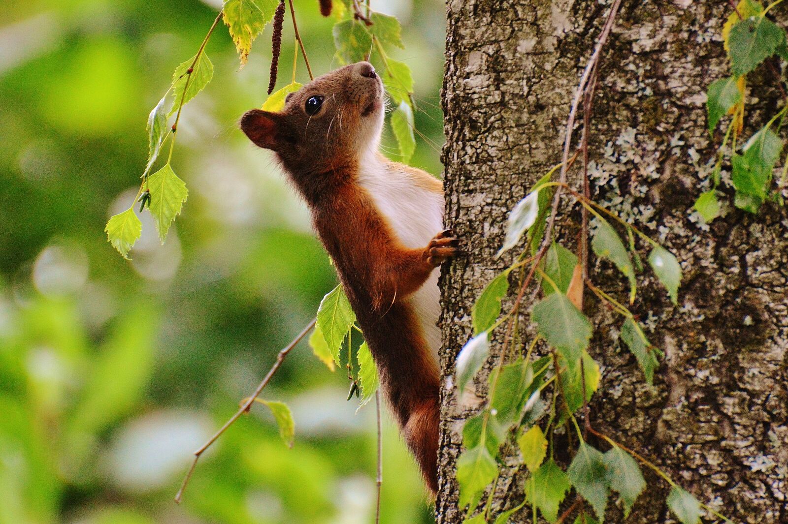 Nikon D3200 sample photo. Squirrel, nager, cute photography