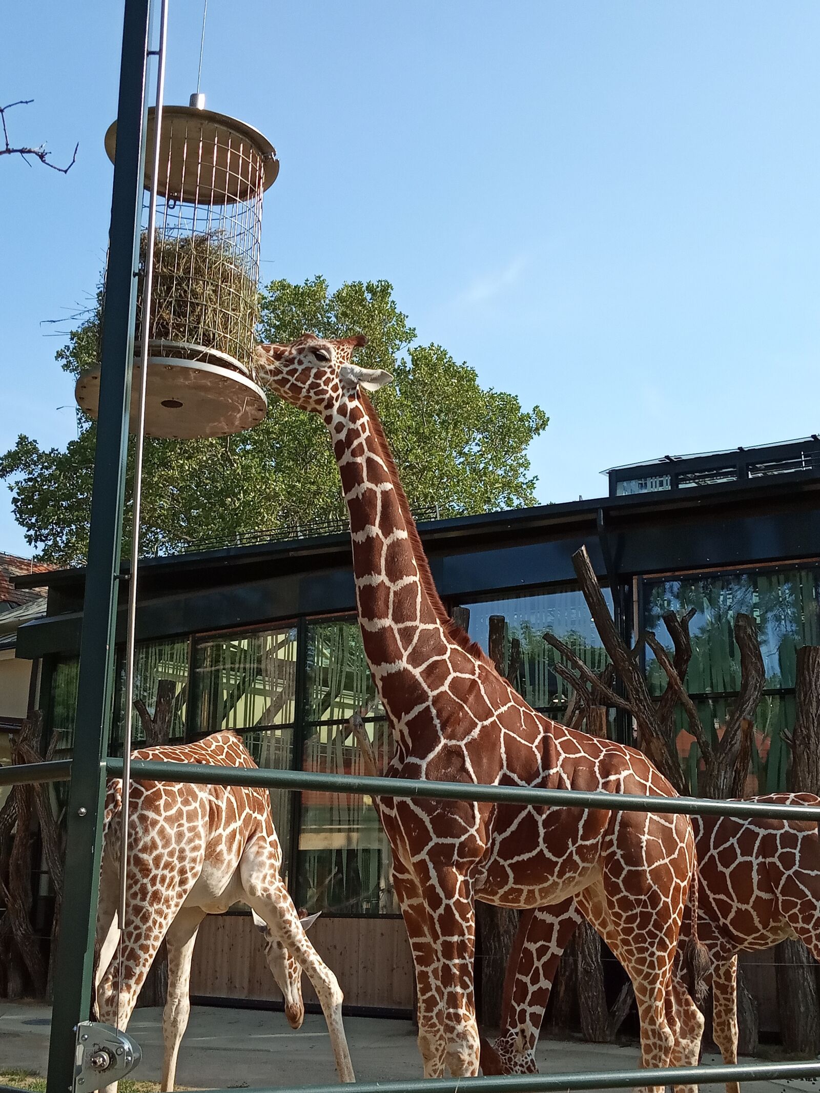 Xiaomi Redmi 6A sample photo. Giraffe, vienna, zoo photography