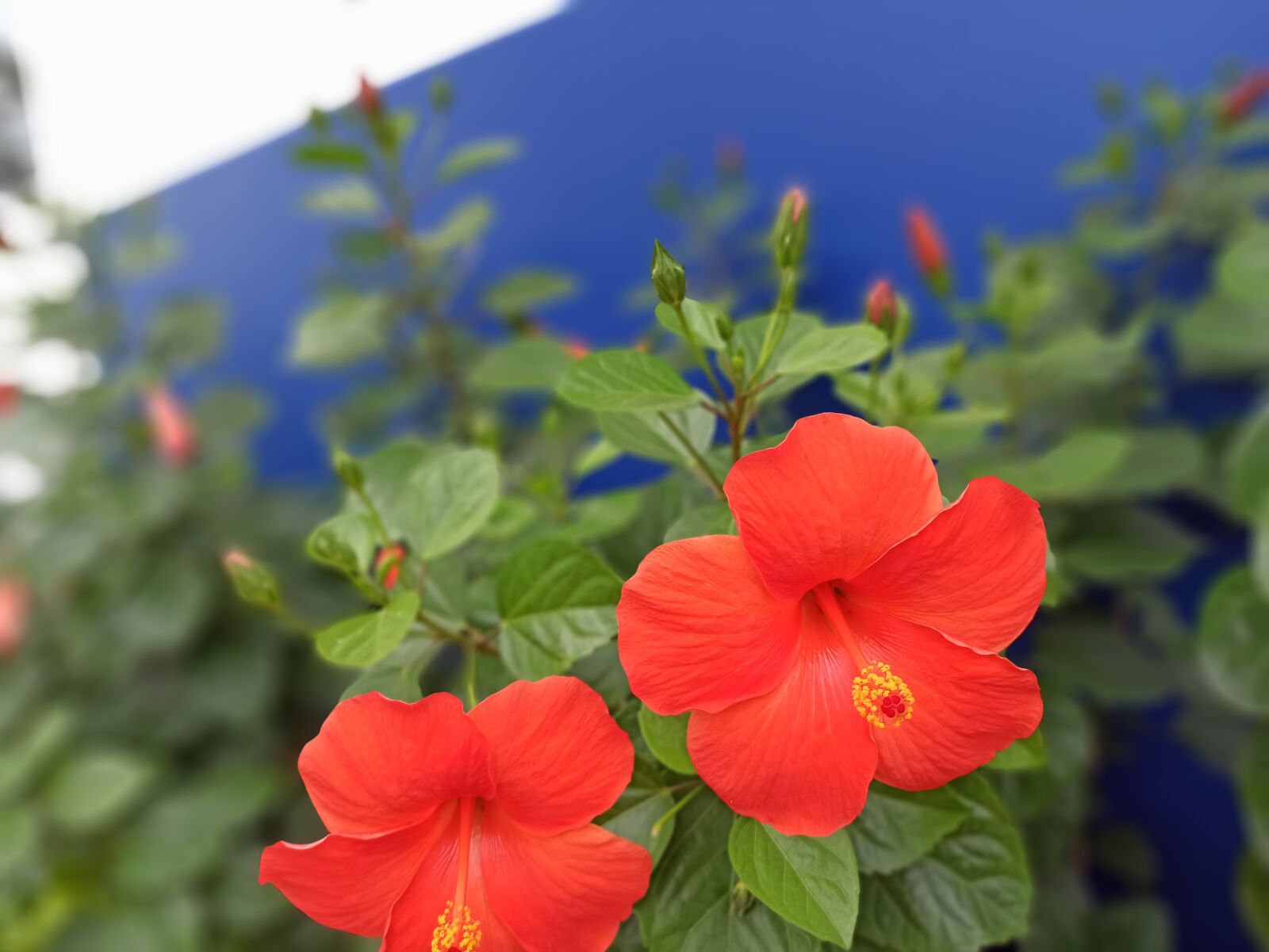 Xiaomi Redmi Note 8 Pro sample photo. Hibiscus flowers, natural, beauty photography