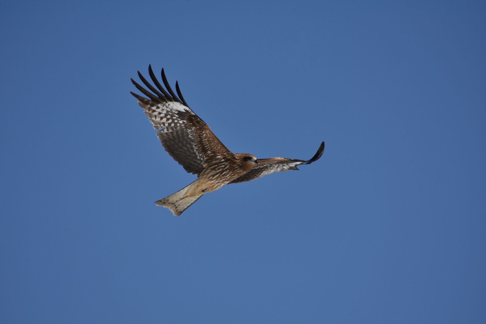 Nikon D7200 sample photo. Animal, sky, bird photography