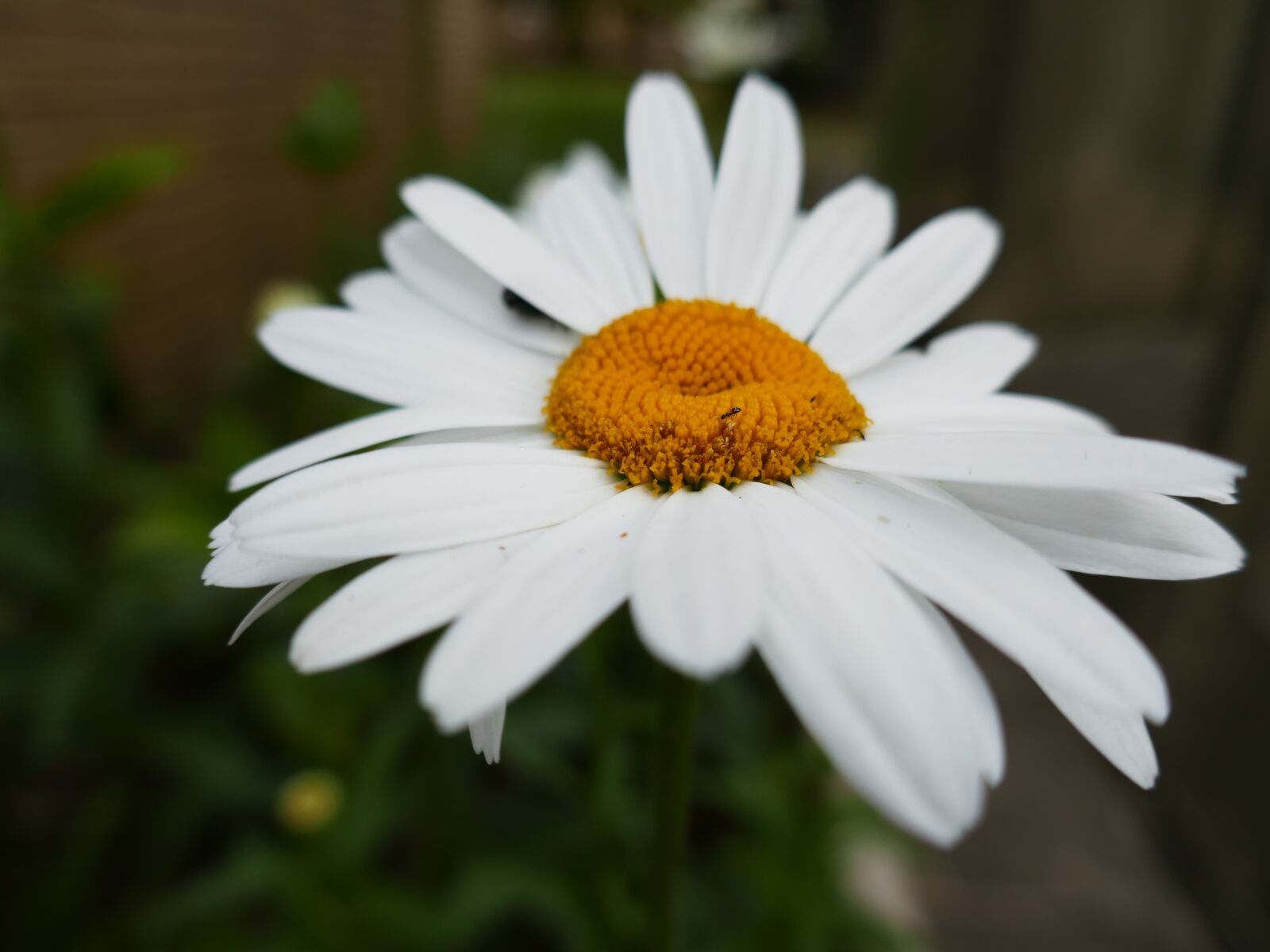 Panasonic Lumix DMC-ZS100 (Lumix DMC-TZ100) sample photo. Daisy, white flower, garden photography