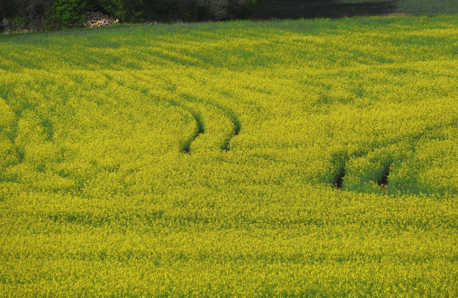 Panasonic Lumix DMC-FZ1000 sample photo. Field of rapeseeds, field photography