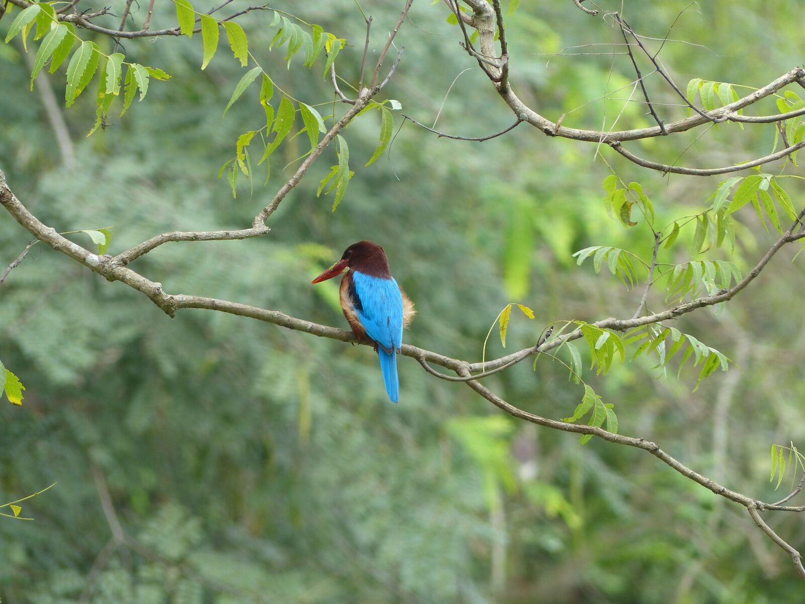Panasonic Lumix DMC-FZ200 sample photo. Bird, colorful, blue photography