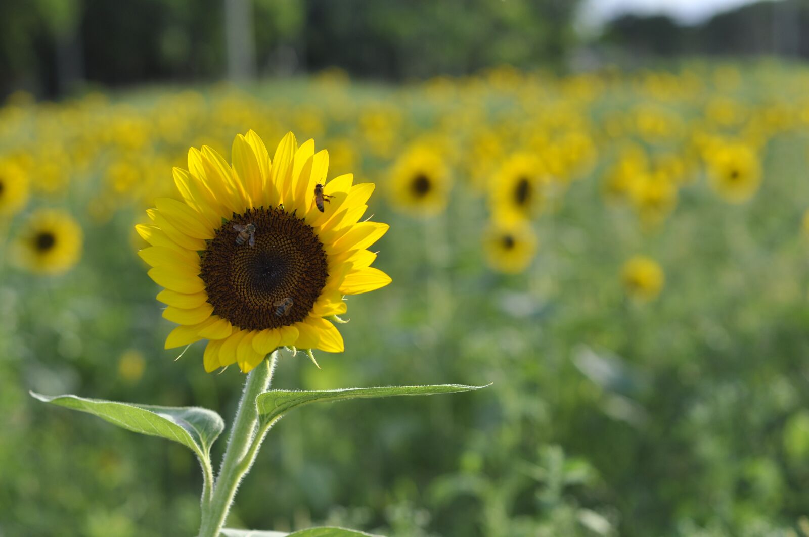 Nikon D90 sample photo. Sunflower, field, nature photography