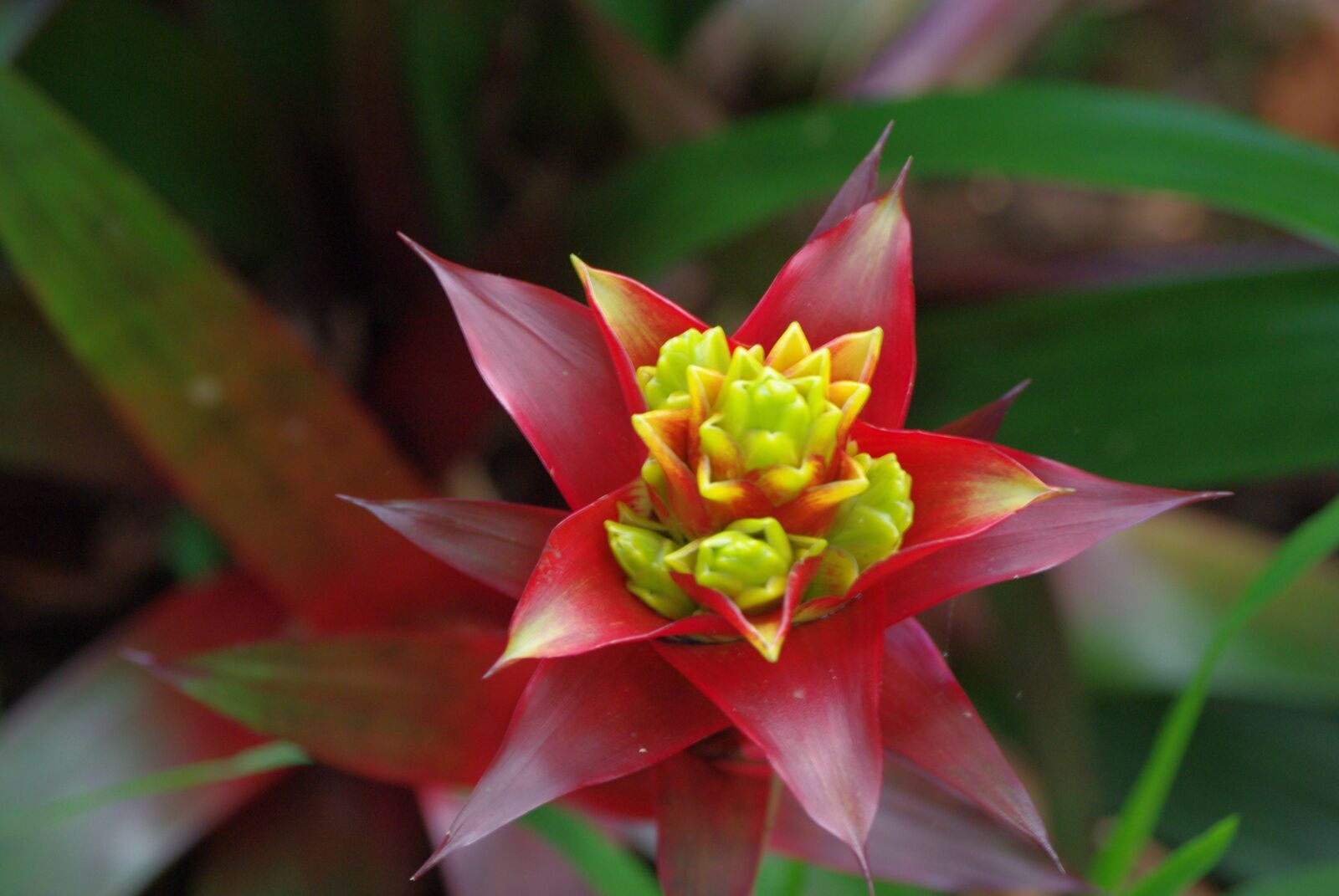 Pentax K-m (K2000) sample photo. Scenery, hawaii, nature photography