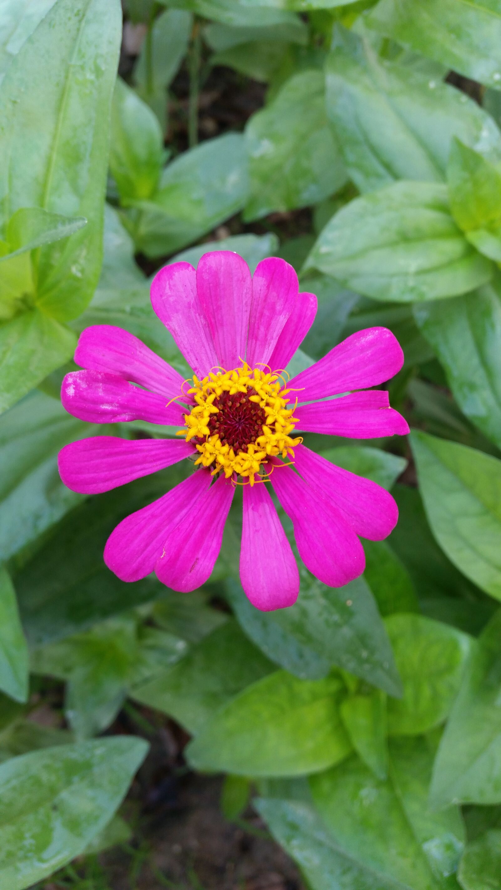 Samsung Galaxy S5 sample photo. Flower, flowers, flowers thailand photography