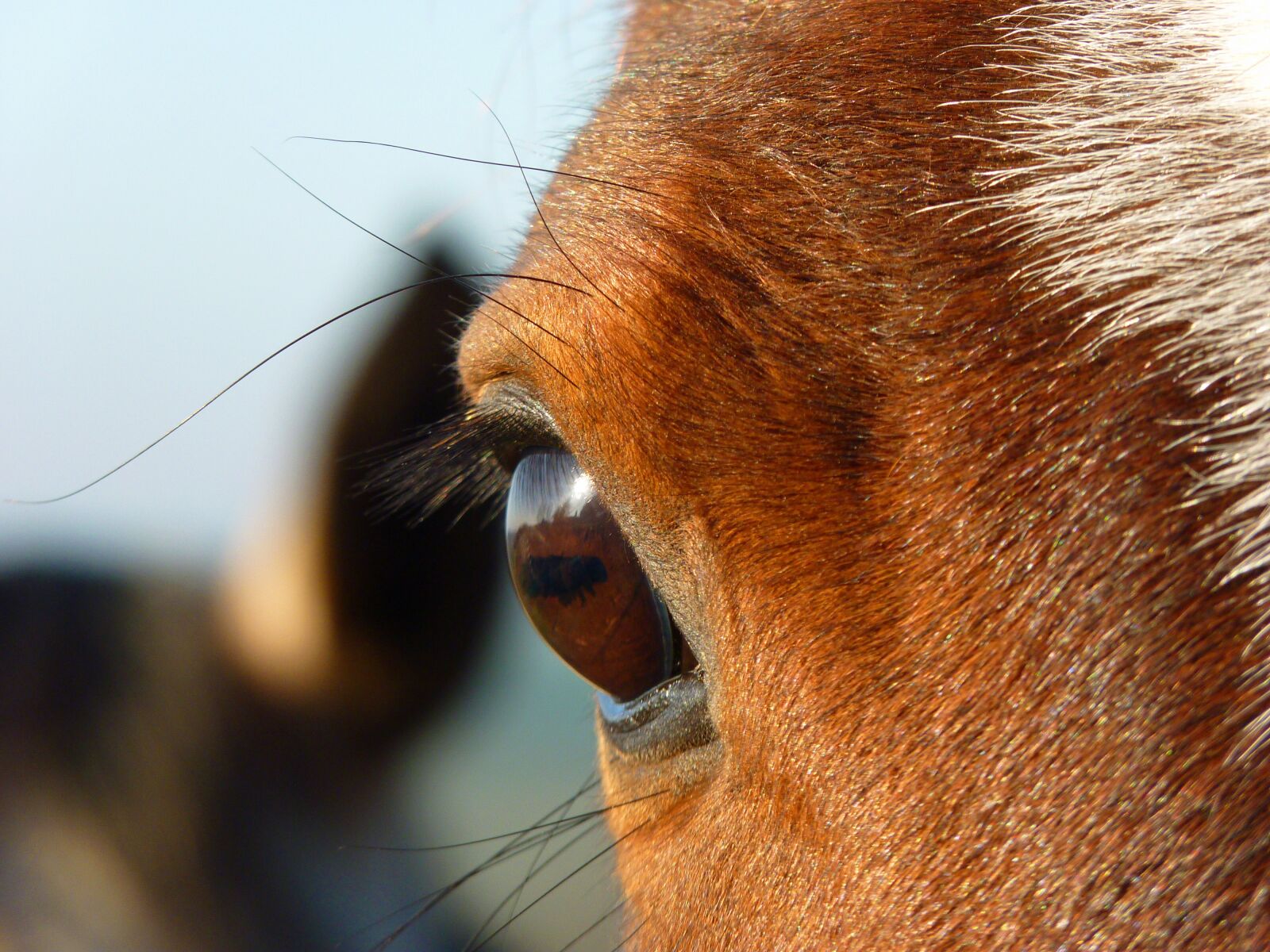 Panasonic Lumix DMC-FZ35 (Lumix DMC-FZ38) sample photo. Horse, equine, pure arab photography