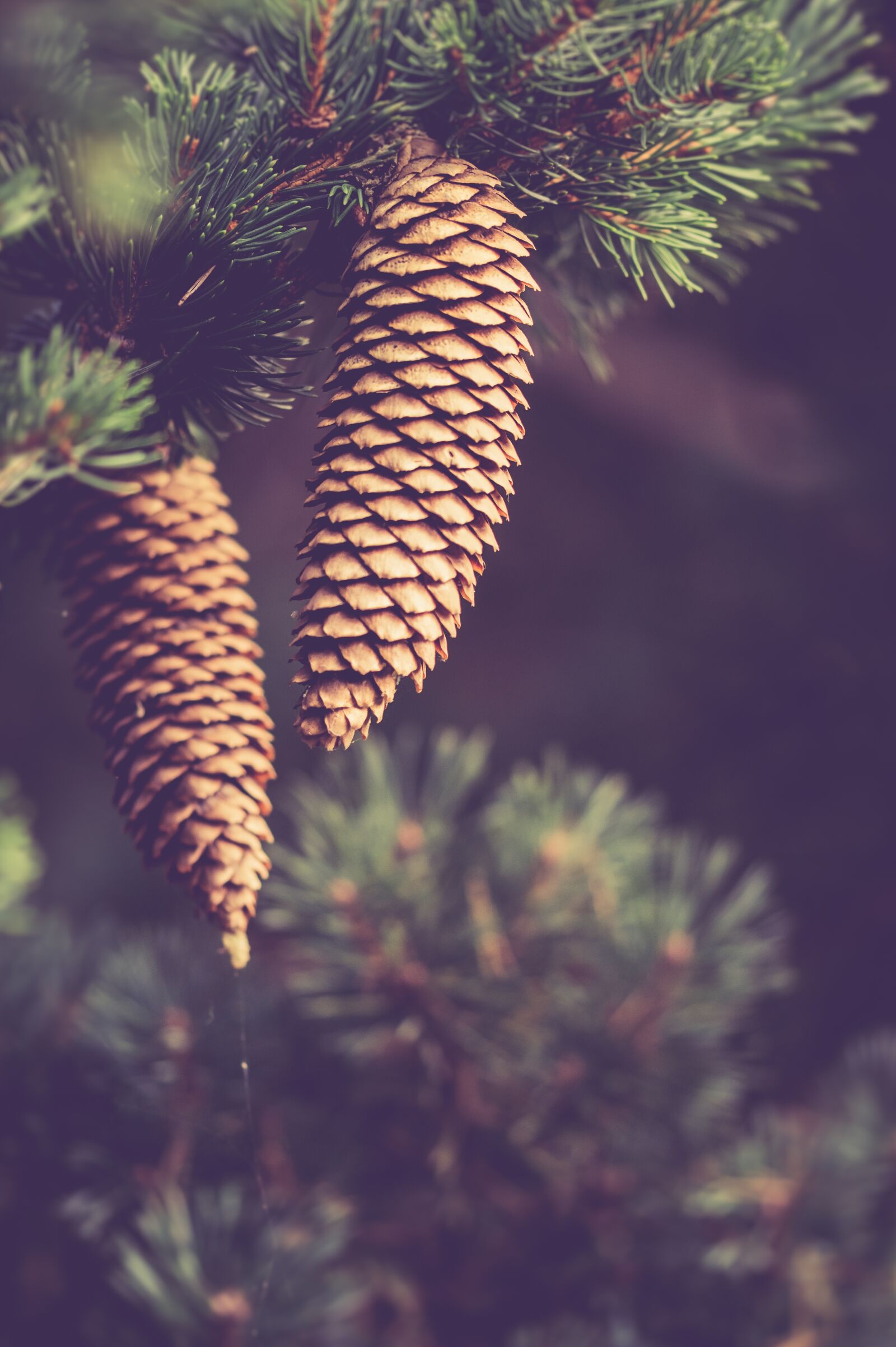 Sony SLT-A58 + 105mm F2.8 sample photo. Autumn, pinecones, nature photography