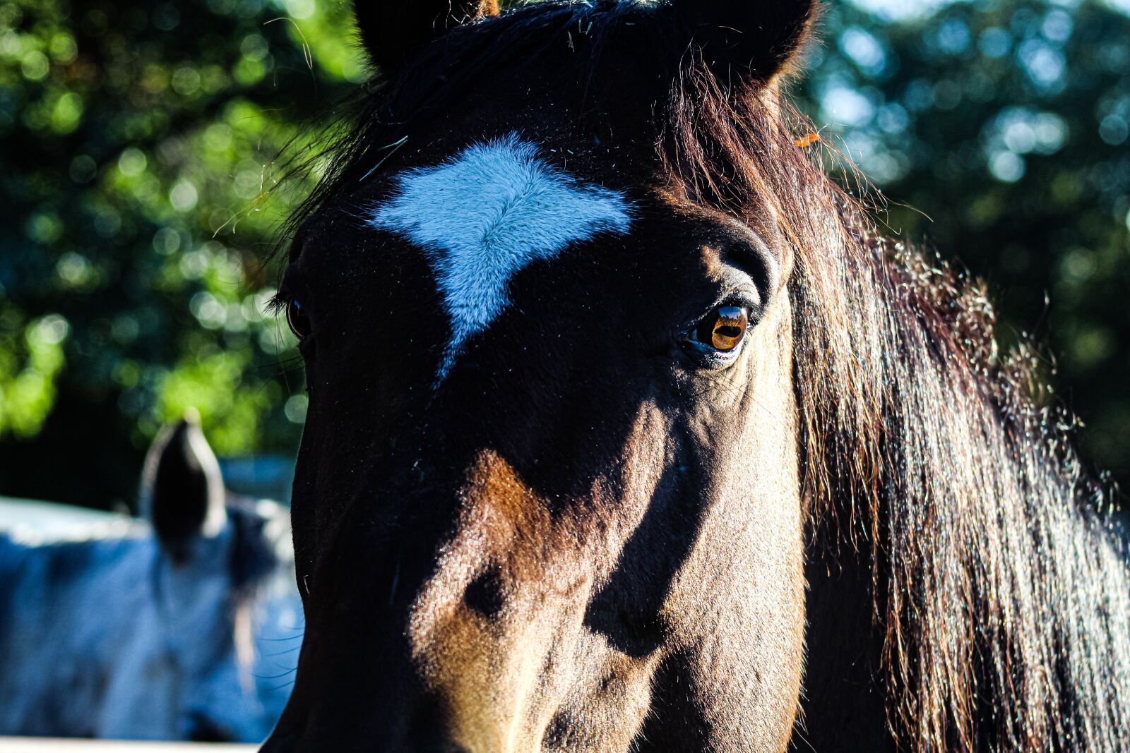 Canon EOS 4000D (EOS Rebel T100 / EOS 3000D) sample photo. Horse, equine, animal photography