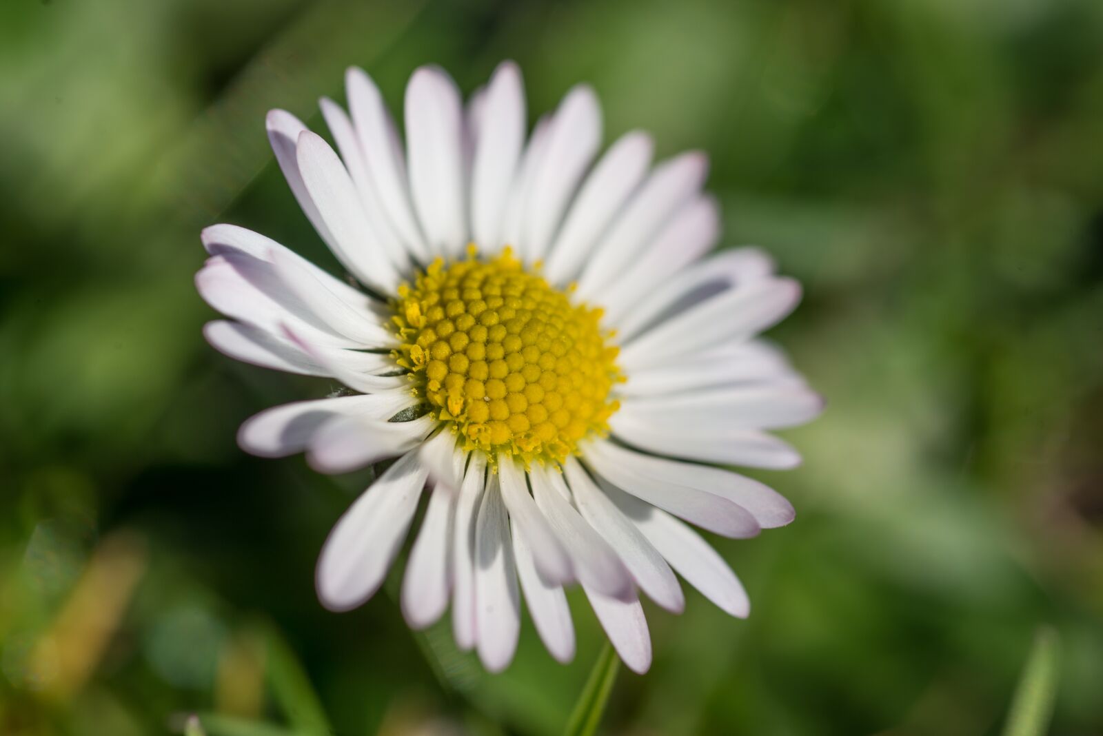 Nikon D610 sample photo. Spring, daisy, blossom photography