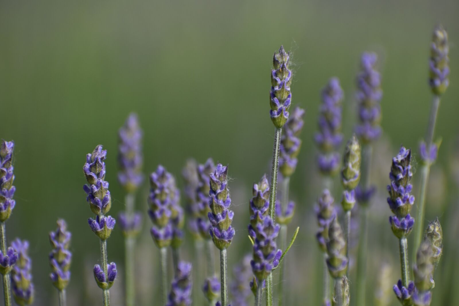 Nikon D3500 sample photo. Flowers, spring, flora photography
