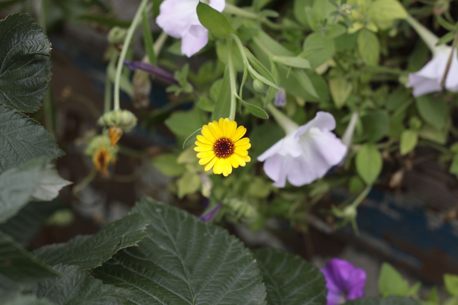 Canon EOS 50D sample photo. Flowers, vegetable garden, flora photography