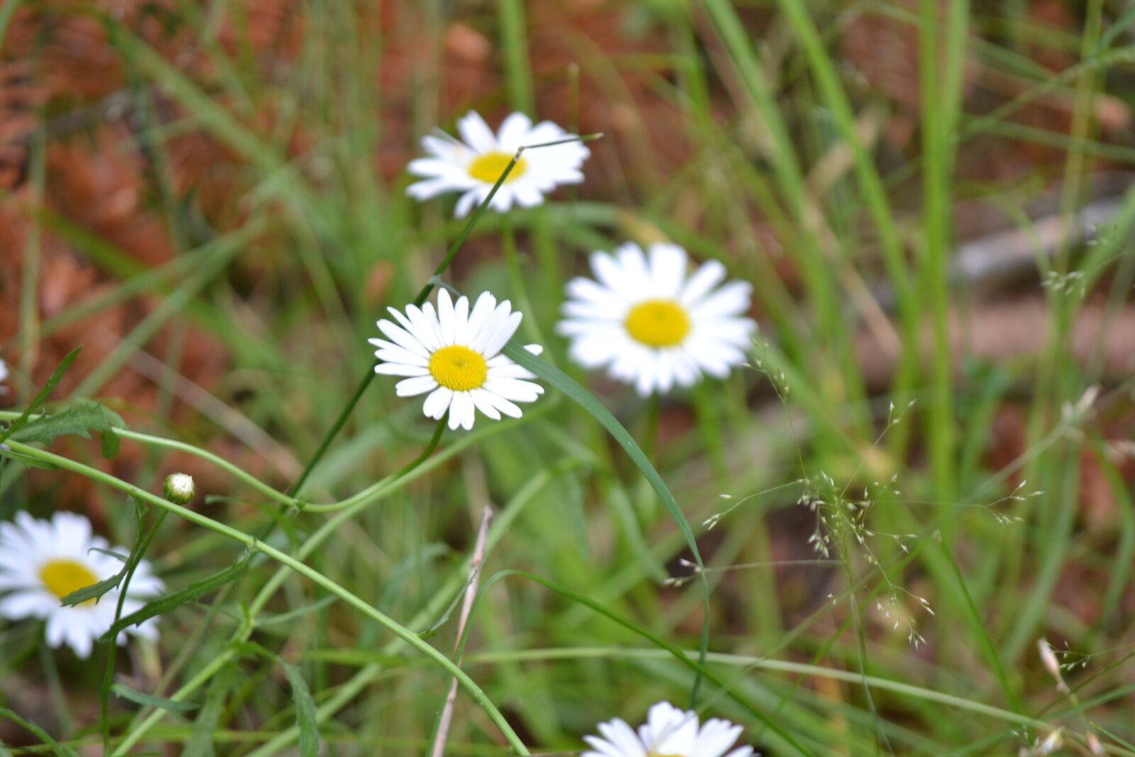 Nikon D3100 sample photo. Daisy, daisies, flower photography