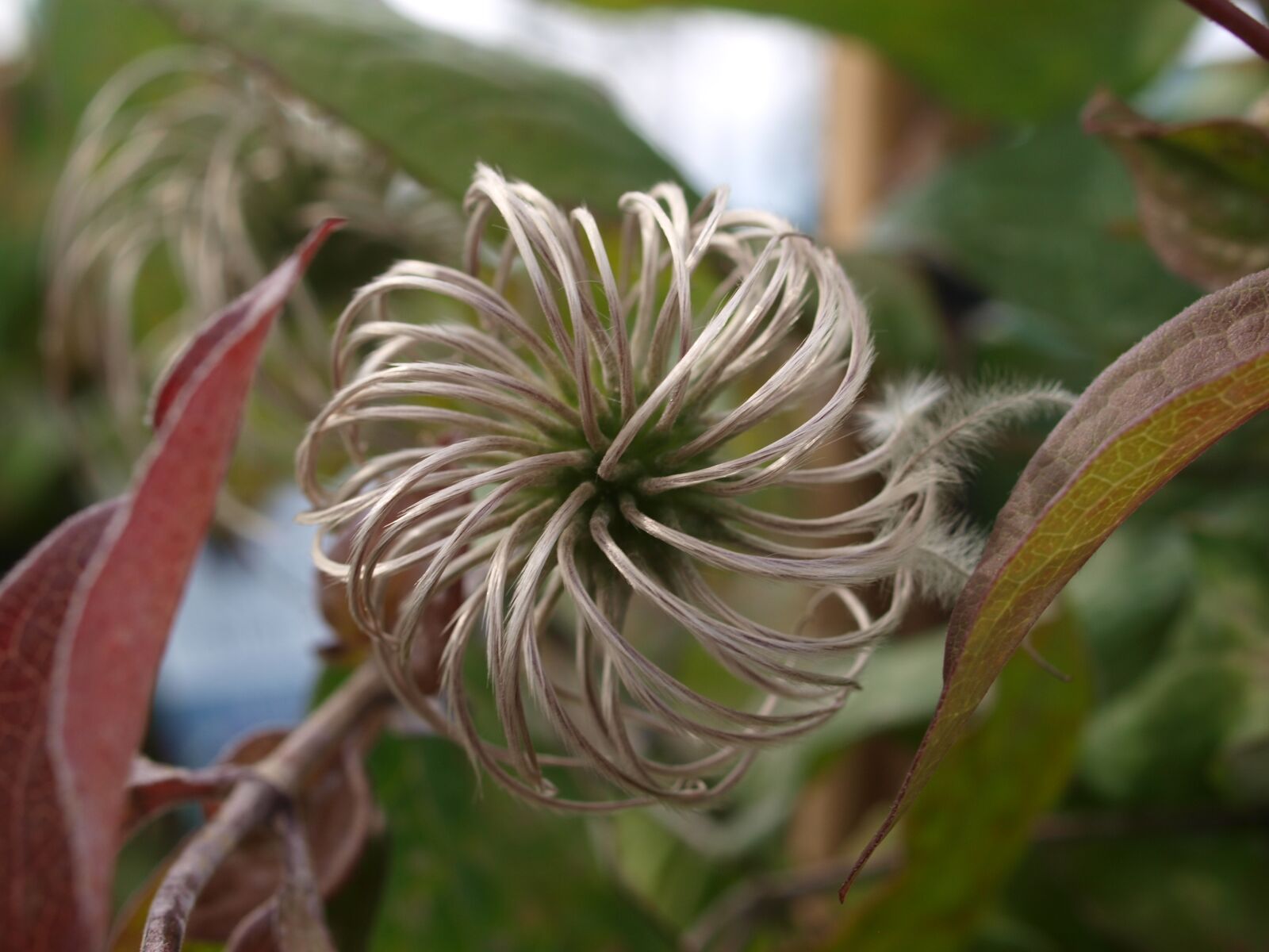 Olympus E-520 (EVOLT E-520) sample photo. Flora, nature, leaf photography