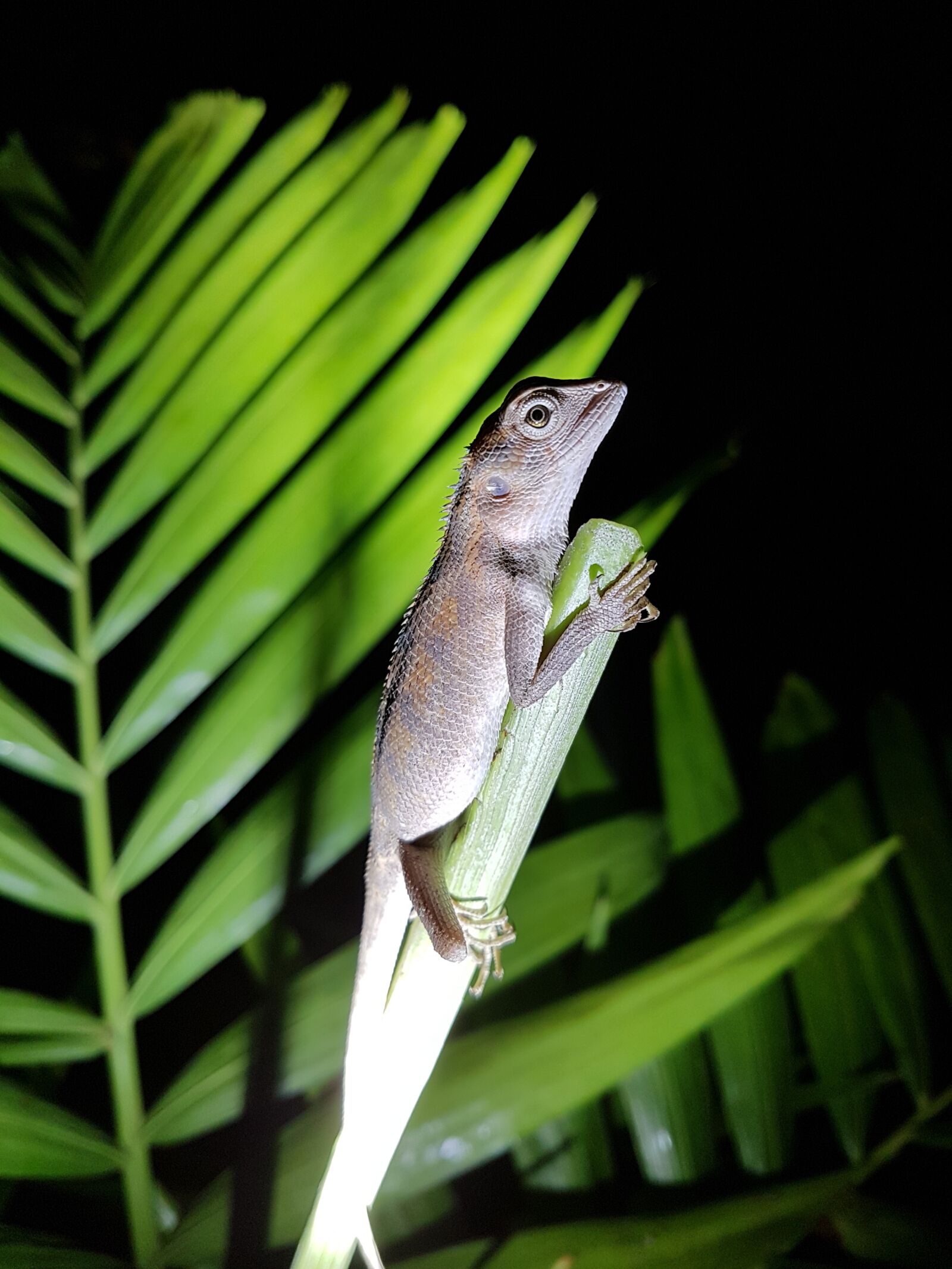 Samsung Galaxy S7 Edge sample photo. Gekko, lizard, salamander photography