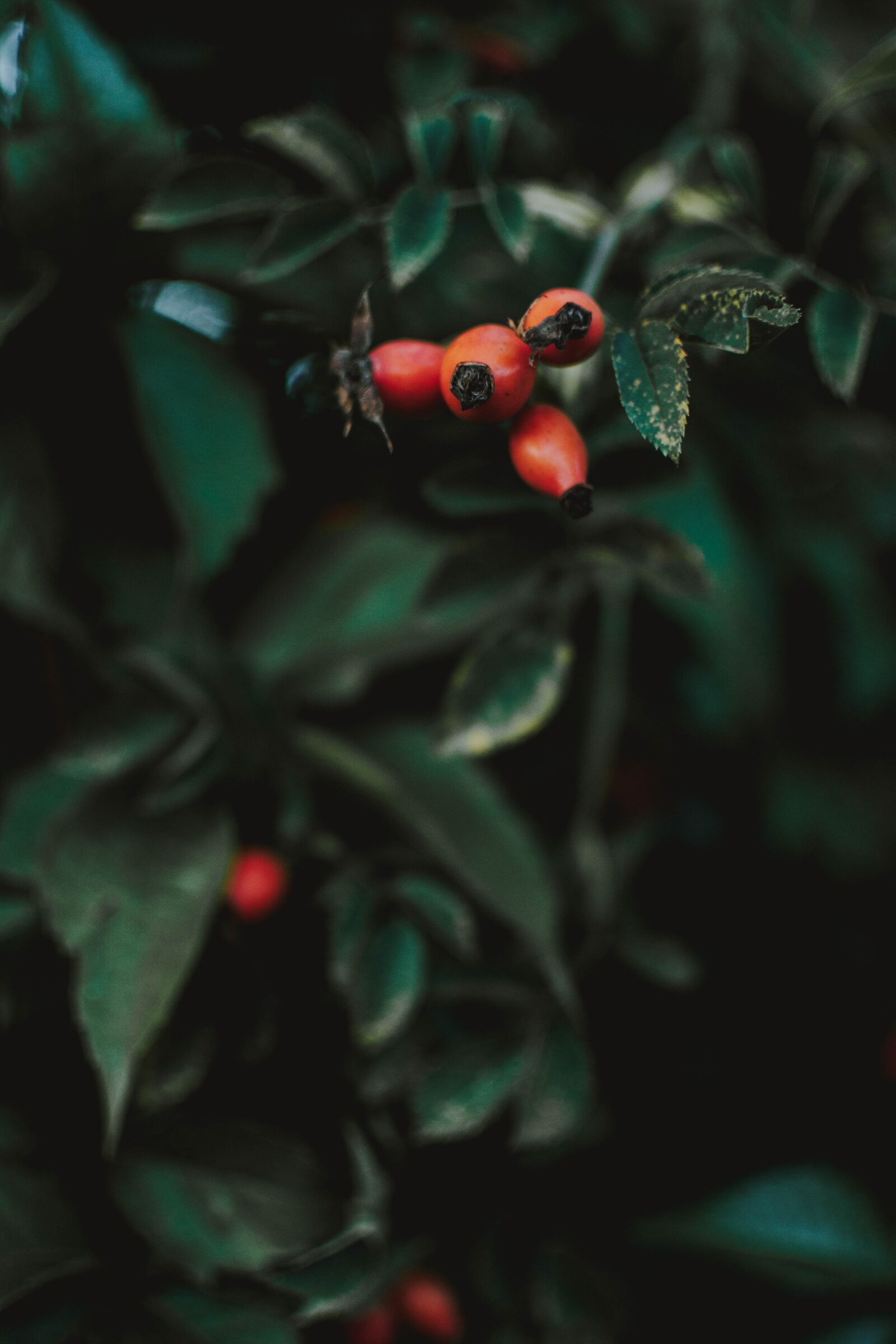 Nikon D5200 sample photo. Red, berries, nature photography