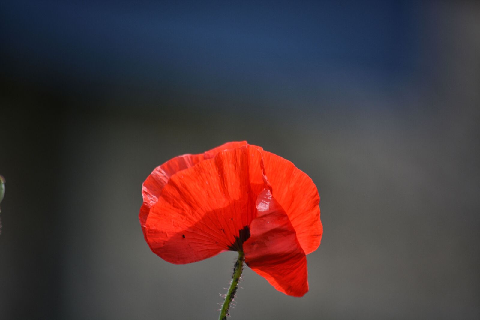 Nikon D5200 sample photo. Poppy, flower, flora photography